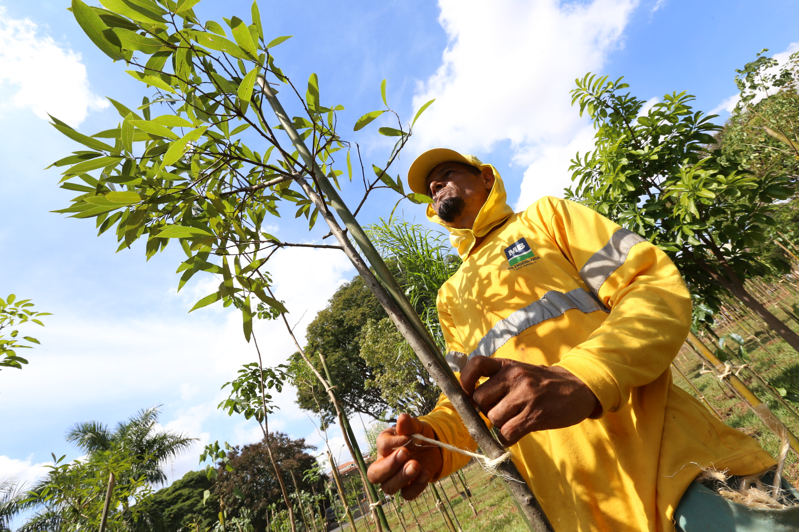 Empresas e entidades agora podem adotar uma microfloresta; Campinas tem 23 prontas e uma em implantação