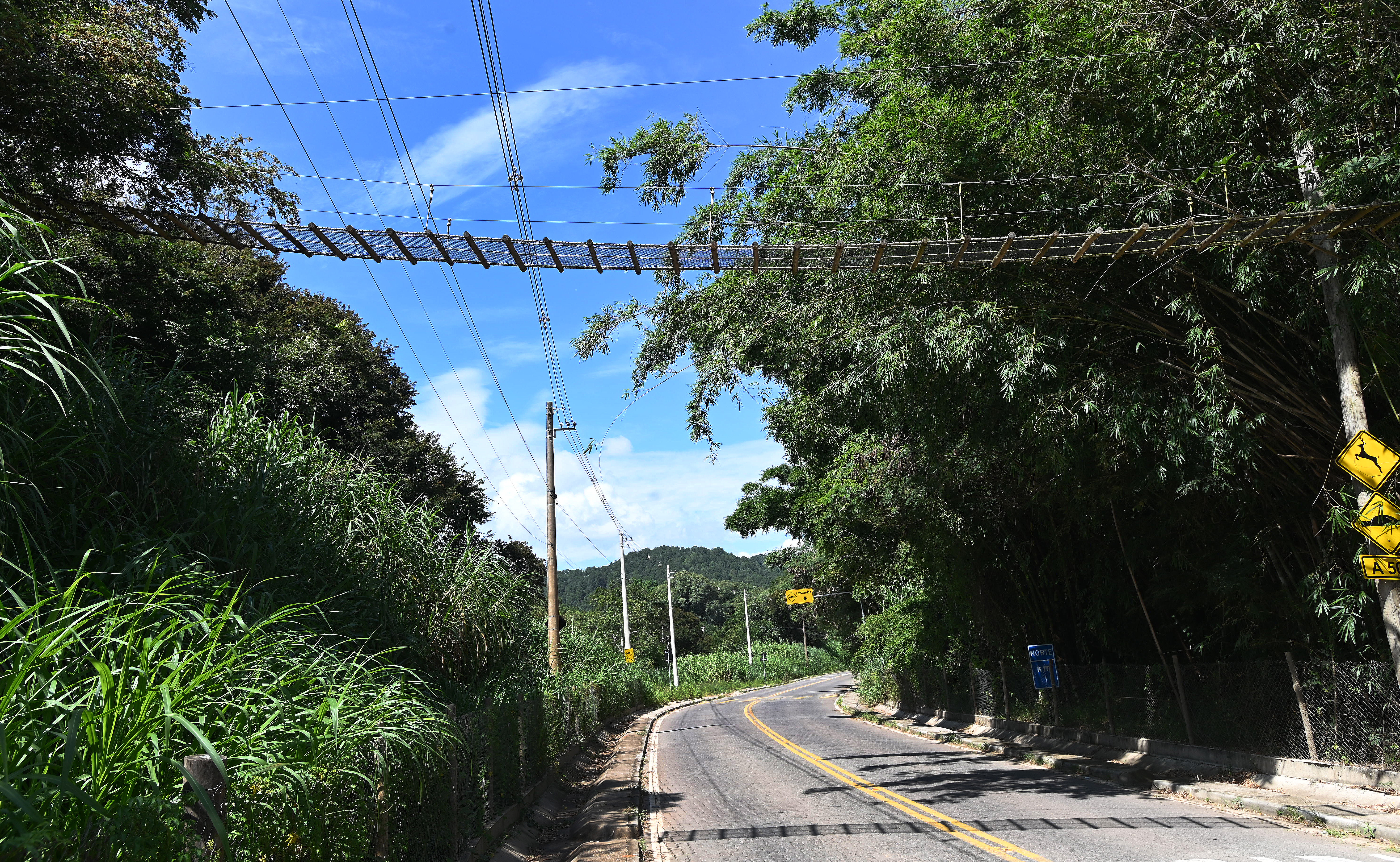 Criação do Núcleo consolida esforço da Secretaria do Clima em avançar com políticas públicas voltadas para a conservação da biodiversidade