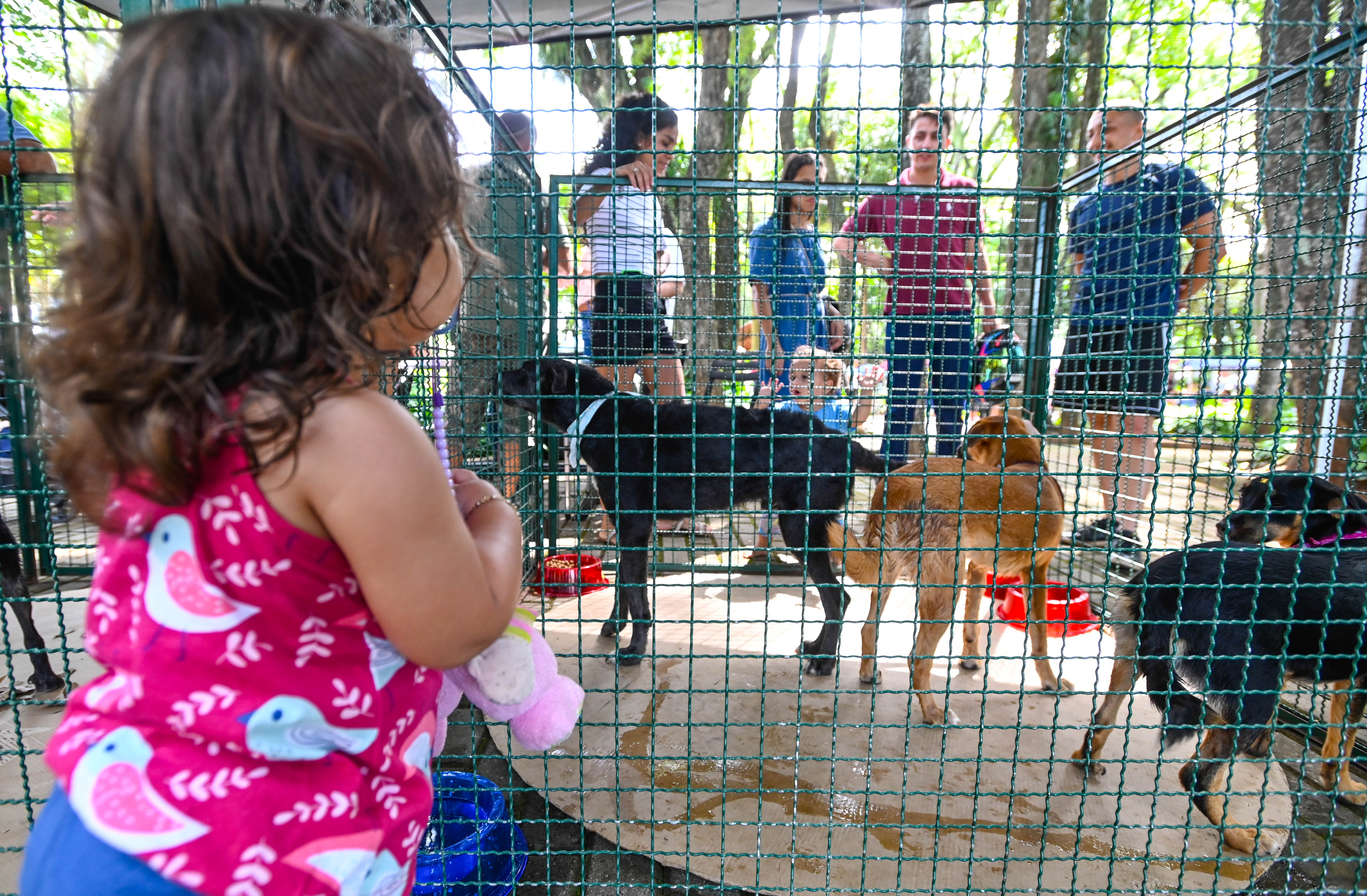 Cinco cães estarão na feira aguardando por um novo lar, prontos para receber cuidado, carinho e uma chance de recomeçar