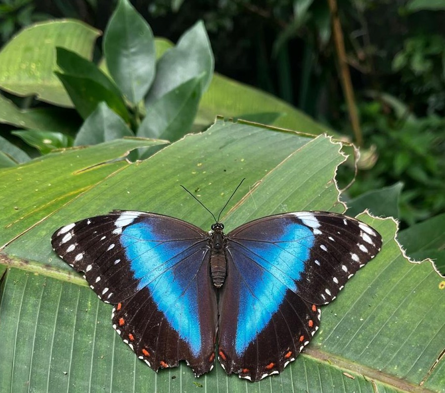 Entre as espécies encontradas estão raridades como o azulão Morpho menelaus e a asa-de-vidro Oleria aquata