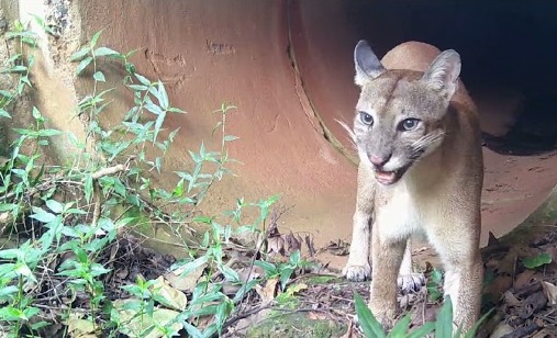 Felino recebeu 50,5% do total de votos dos internautas