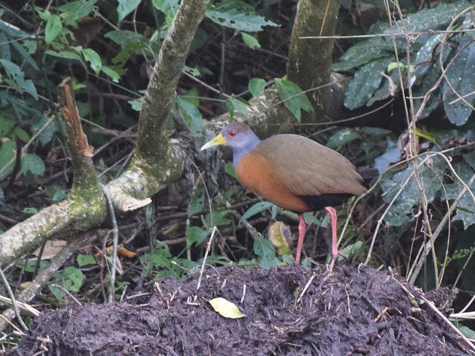 Espécie habita principalmente áreas alagadas, como brejos, margens de rios e lagoas