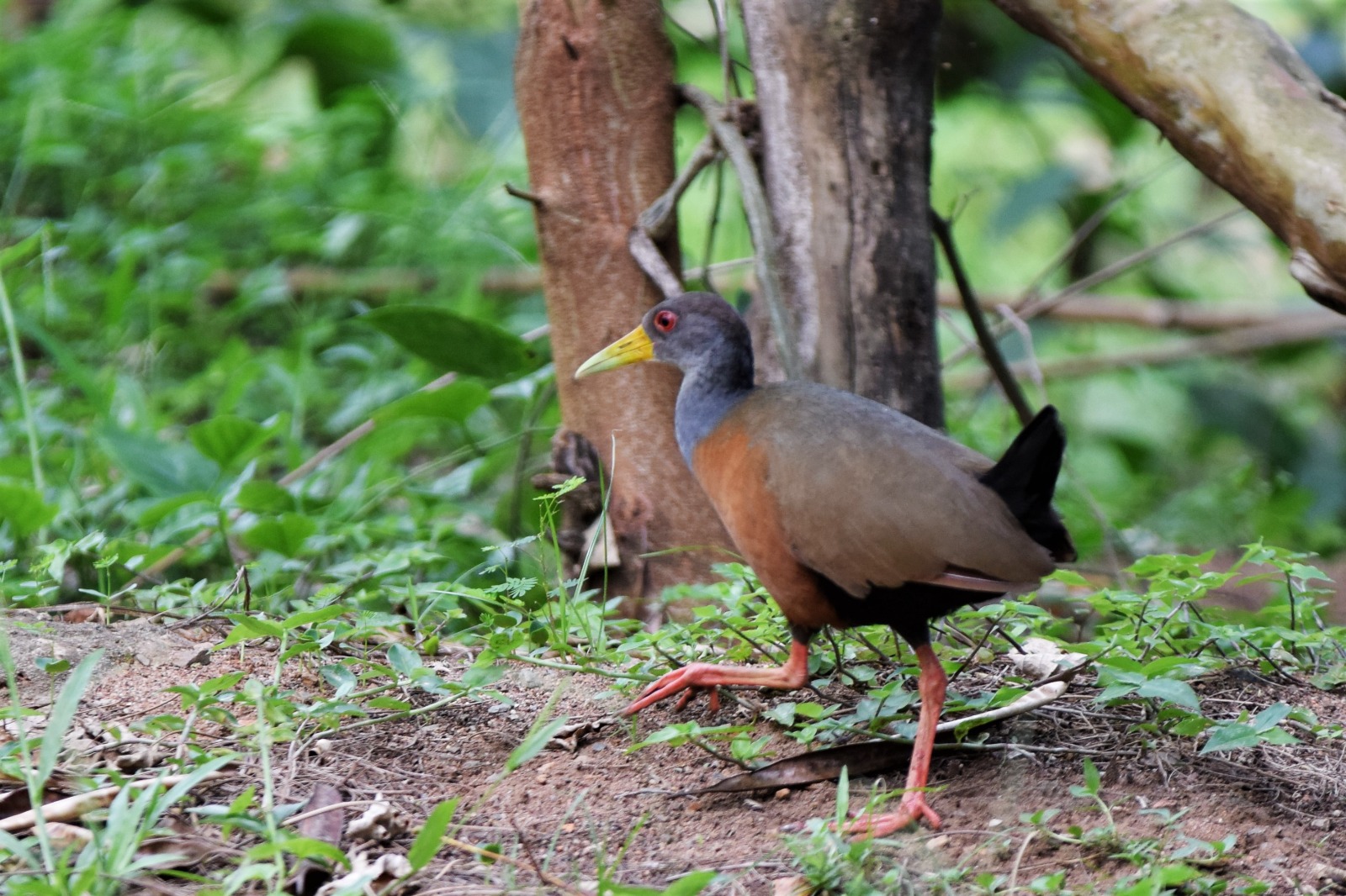 A saracura-três-potes é uma ave considerada tímida 