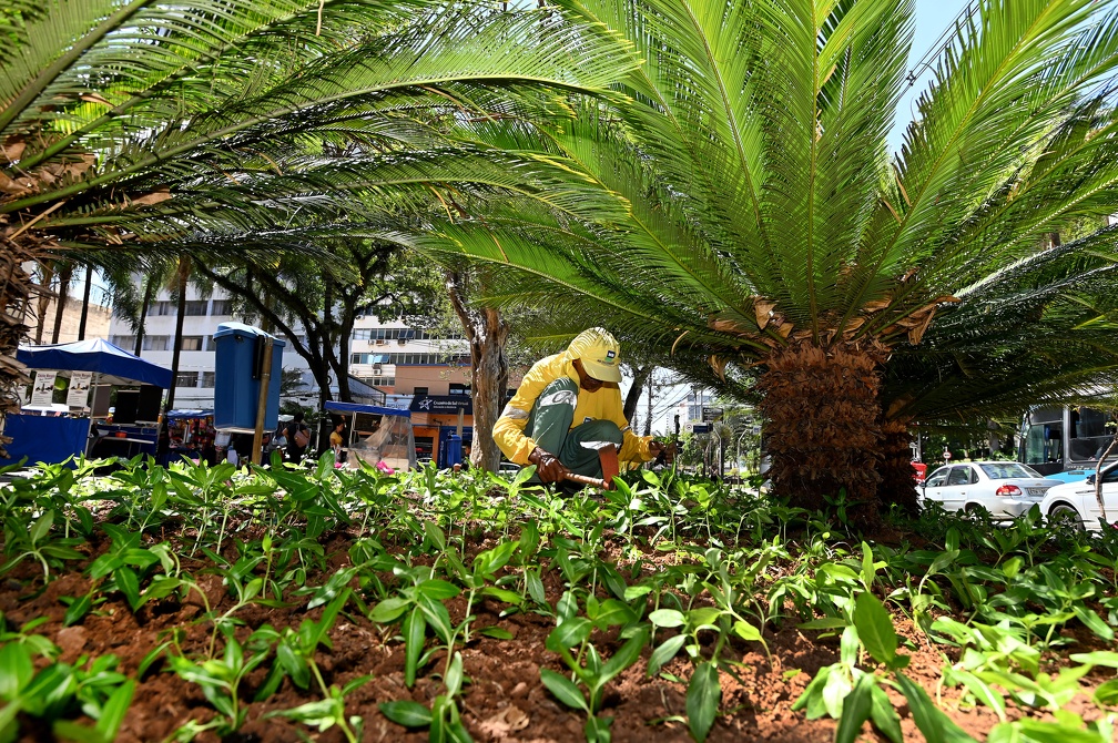 A vinca tem o nome científico de Catharanthus roseus