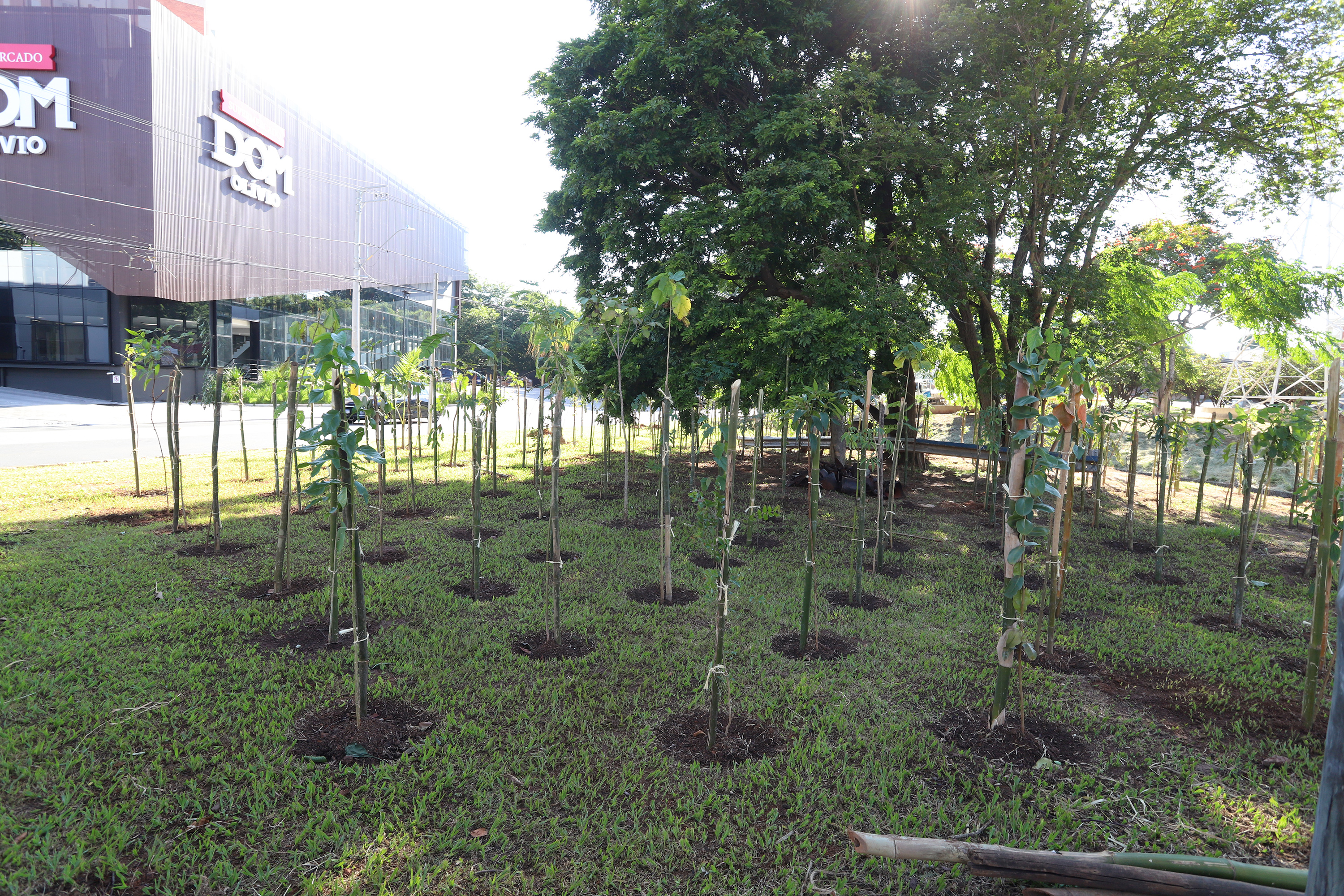 A mais recente microfloresta está em andamento na avenida Orosimbo Maia
