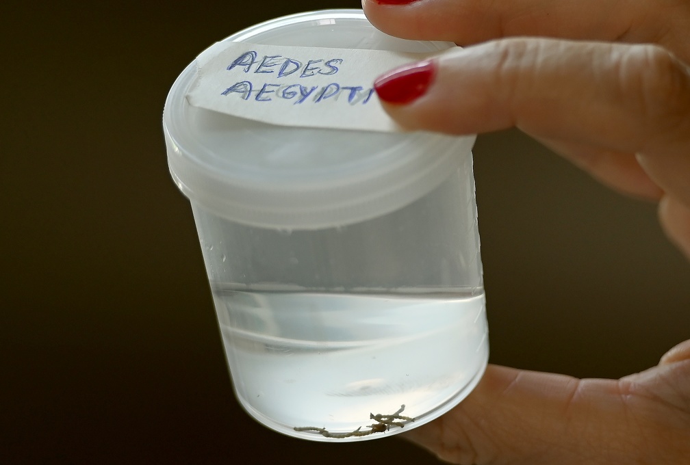 Controle de criadouros do Aedes aegypti é fundamental para prevenção à dengue em Campinas