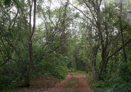 A FJPO é responsável pela gestão da Mata de Santa Genebra