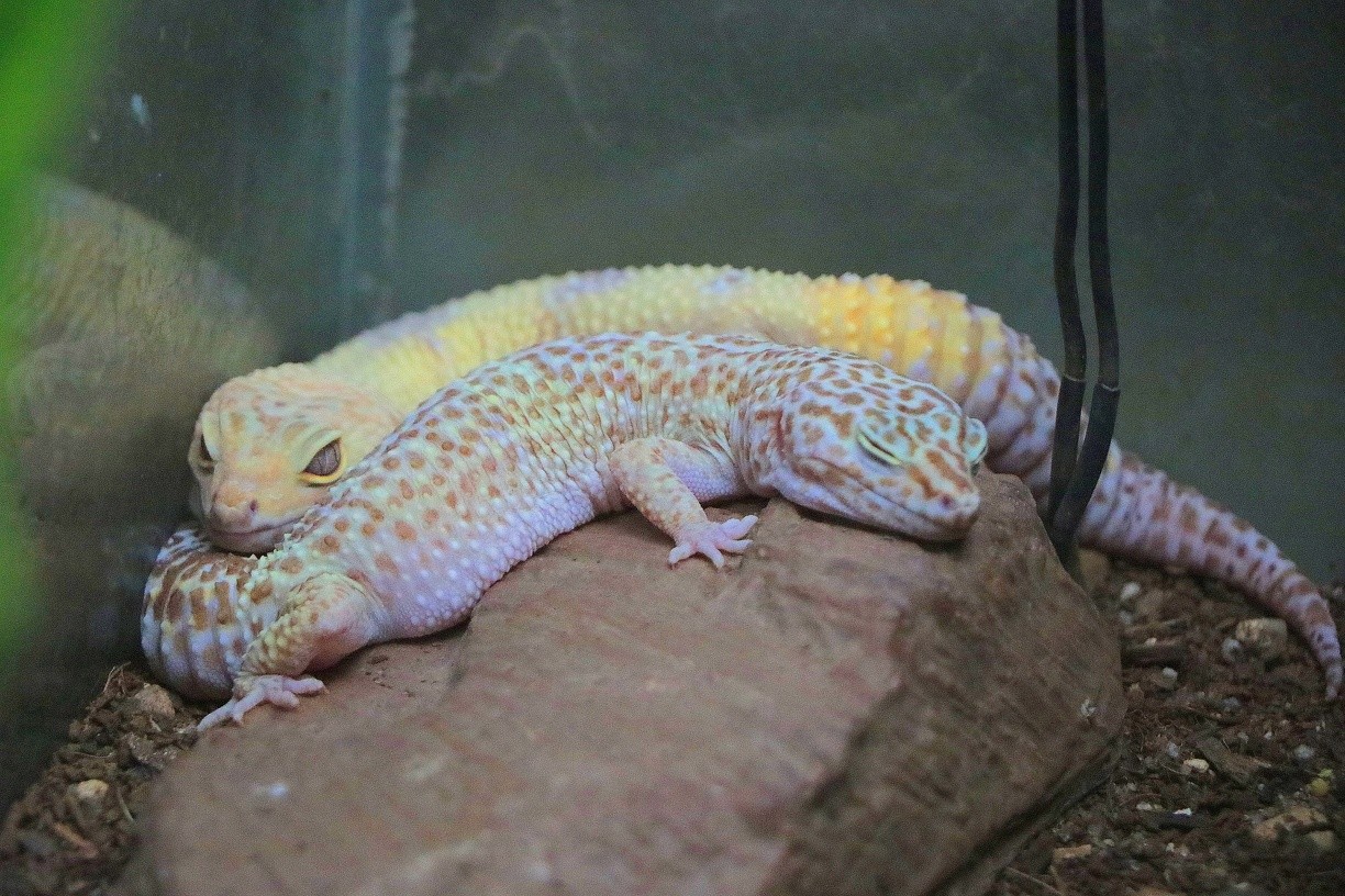 Público terá acesso a conteúdos sobre fauna, biologia animal, entre outros assuntos