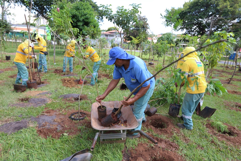 As mudas vêm do Viveiro Municipal