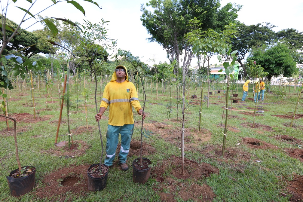 Entre as espécies que são plantadas estão a peroba-rosa; jequitibá; pau-brasil; jatobá; ipês rosa, roxo, branco e amarelo