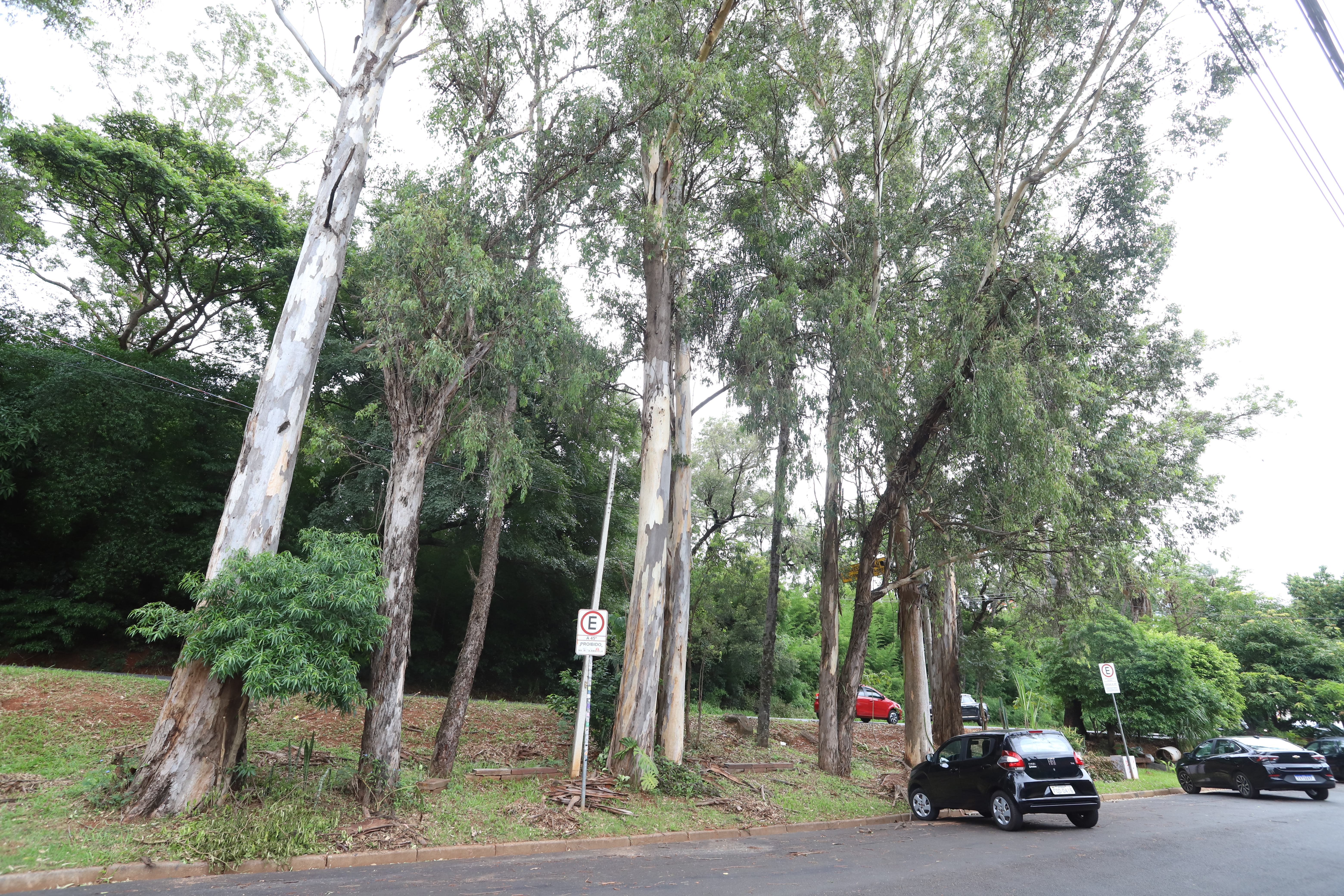 Eucalipto tem raízes menos profundas; plantio no barranco também aumenta riscos