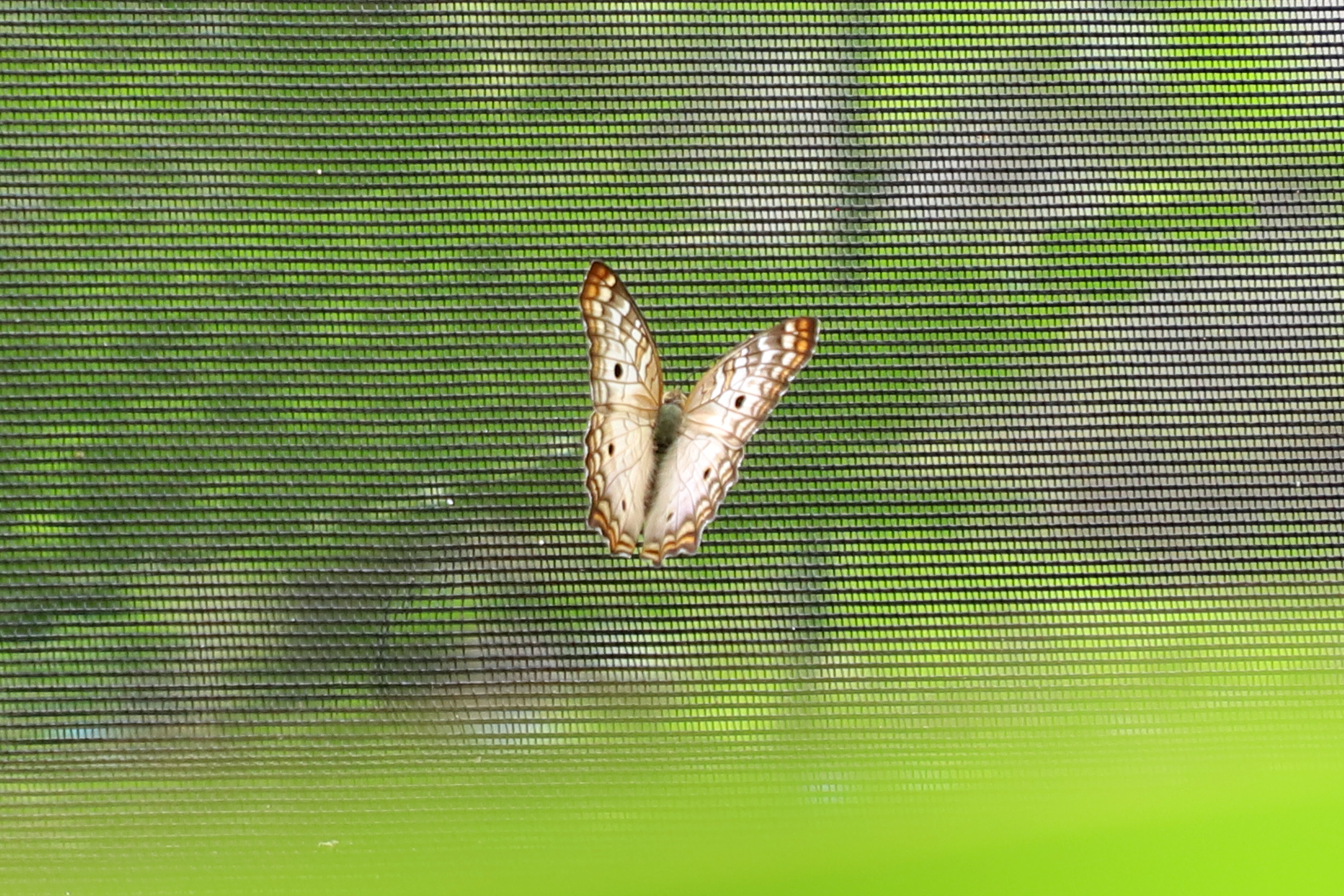 A manutenção do Borboletário é uma das funções que os voluntários podem assumir na promoção das atividades da Mata Santa Genebra