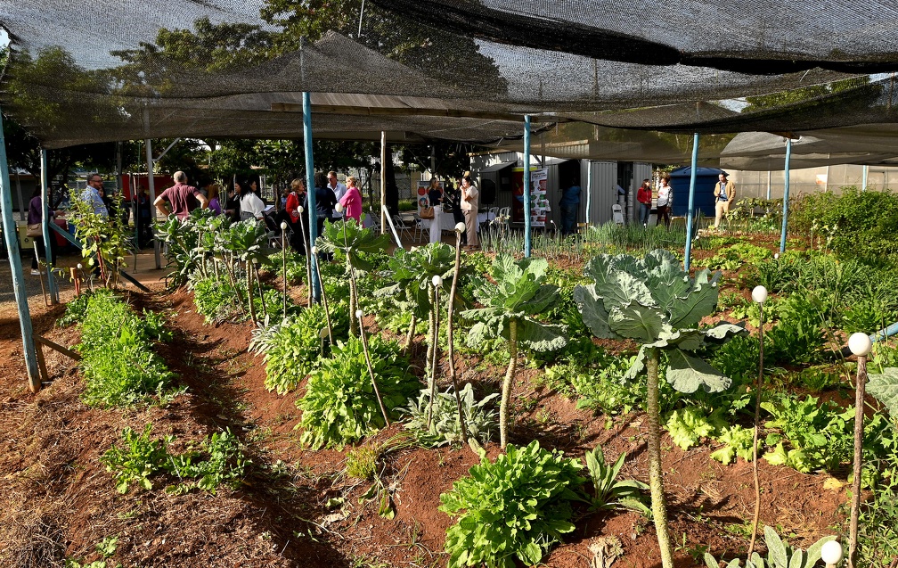 Foram plantadas, em média, 172 espécies por mês
