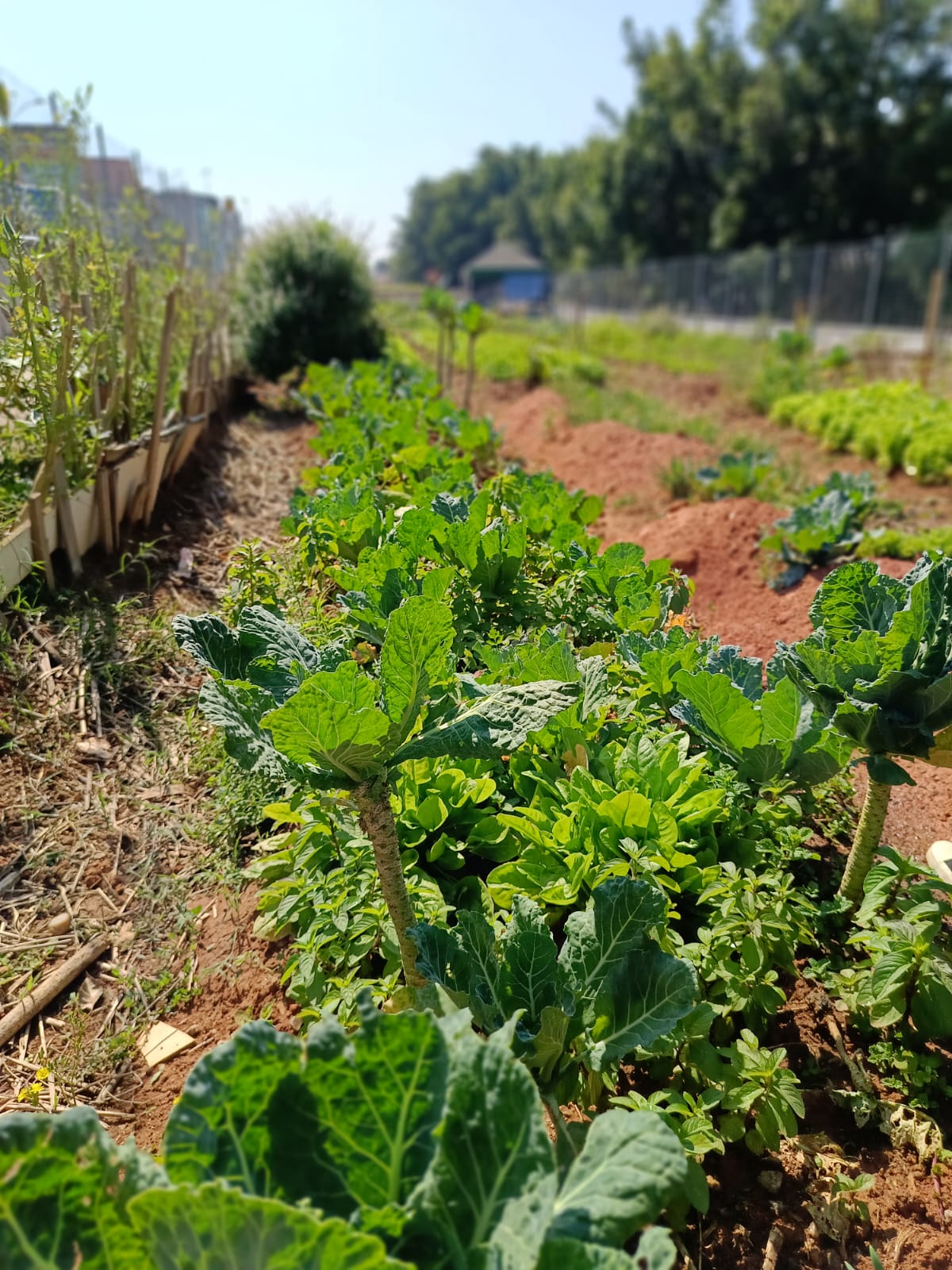 Grupo visitou o Eixo Verde, corredor de hortas comunitárias com mais de 8 mil metros quadrados de cultivo