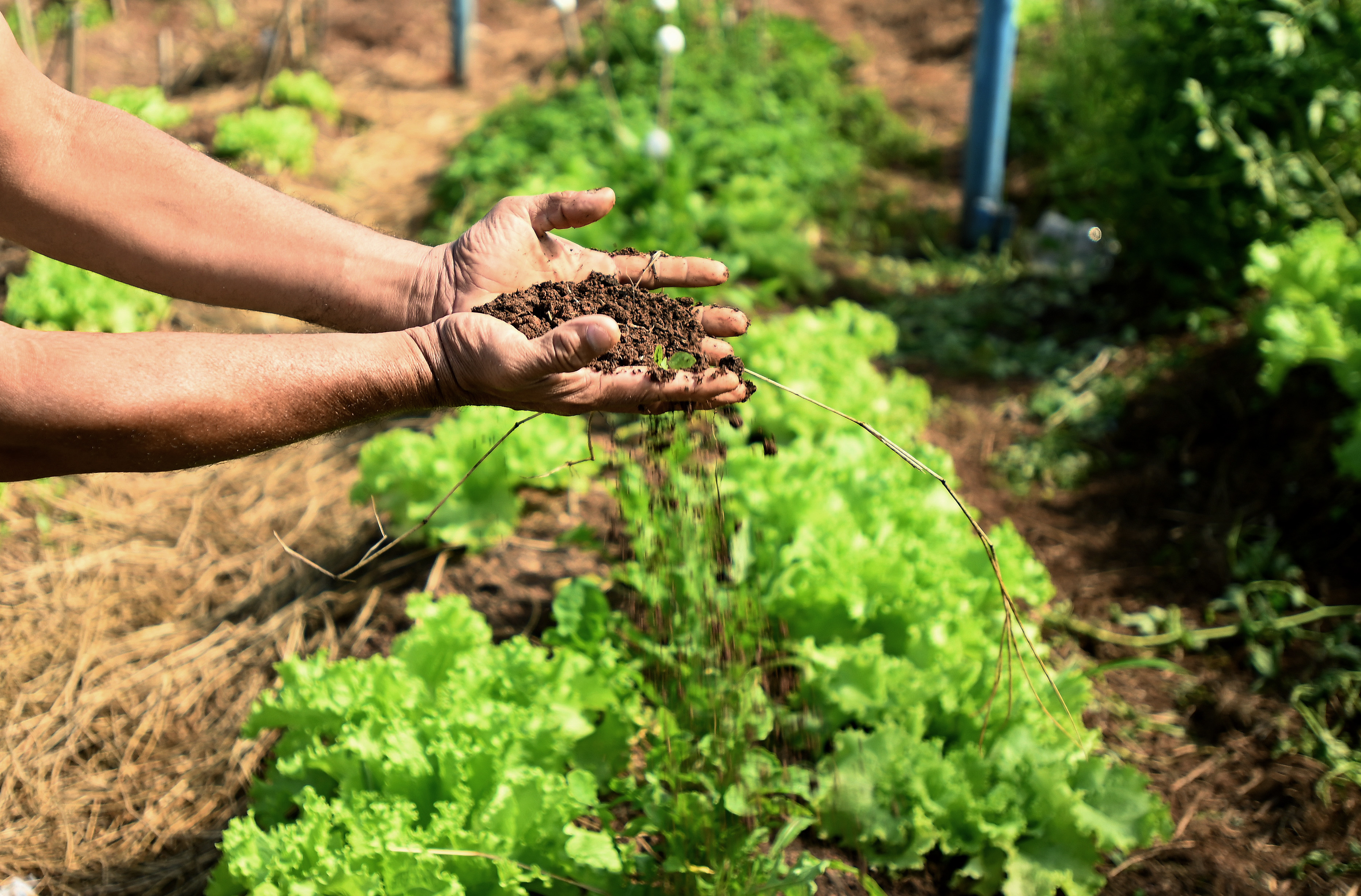 Entre as espécies mais cultivadas estão alface crespa e roxa, rúcula, couve, salsa e cebolinha