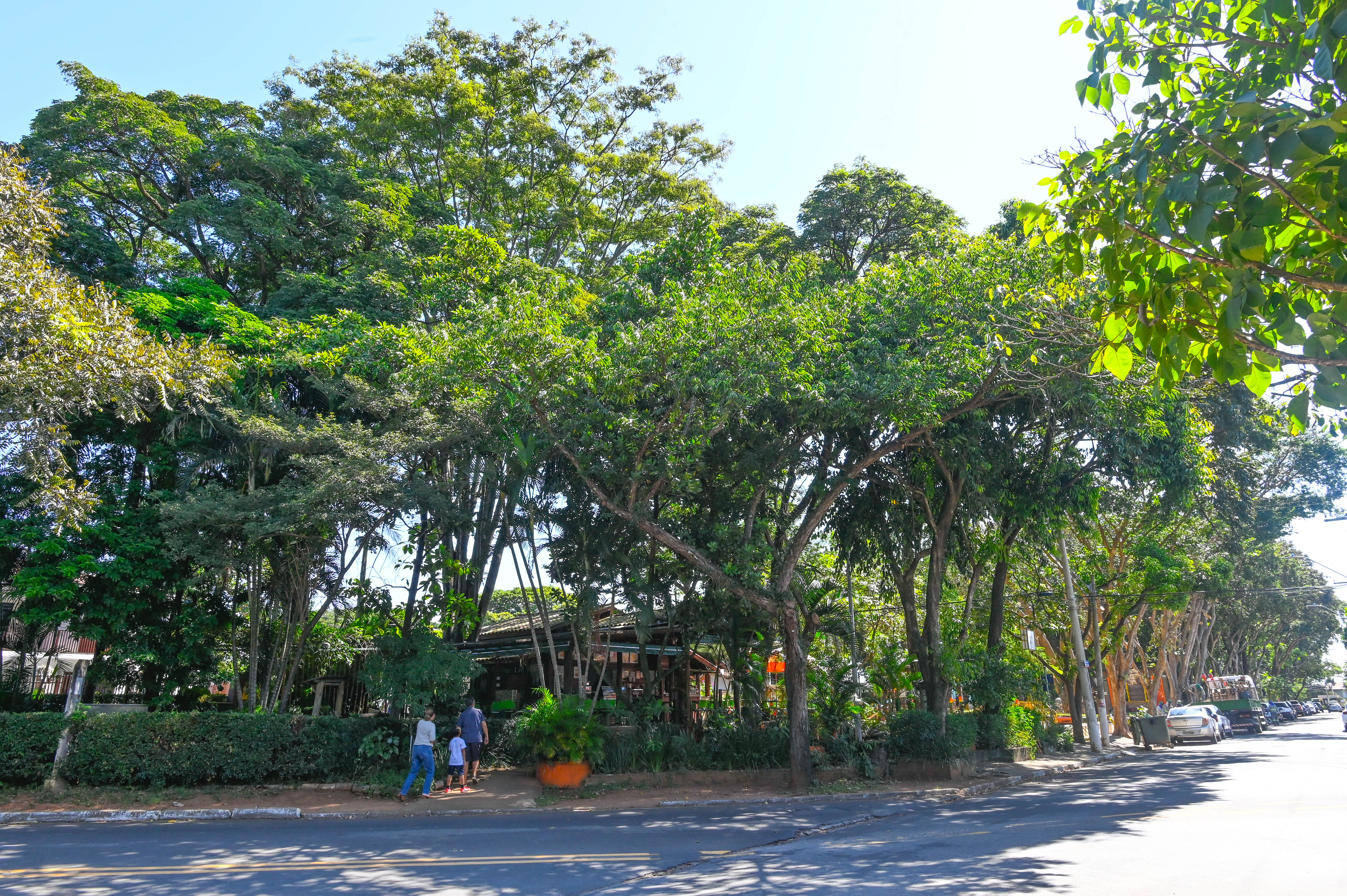 Desde 2021, foram plantadas 965 árvores no distrito de Barão Geraldo