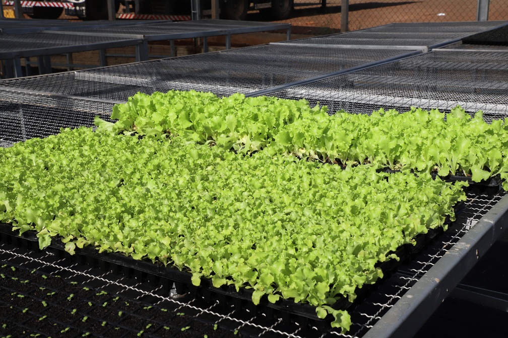 Alface está entre as espécies mais populares, ao lado de rúcula, couve, salsa e cebolinha
