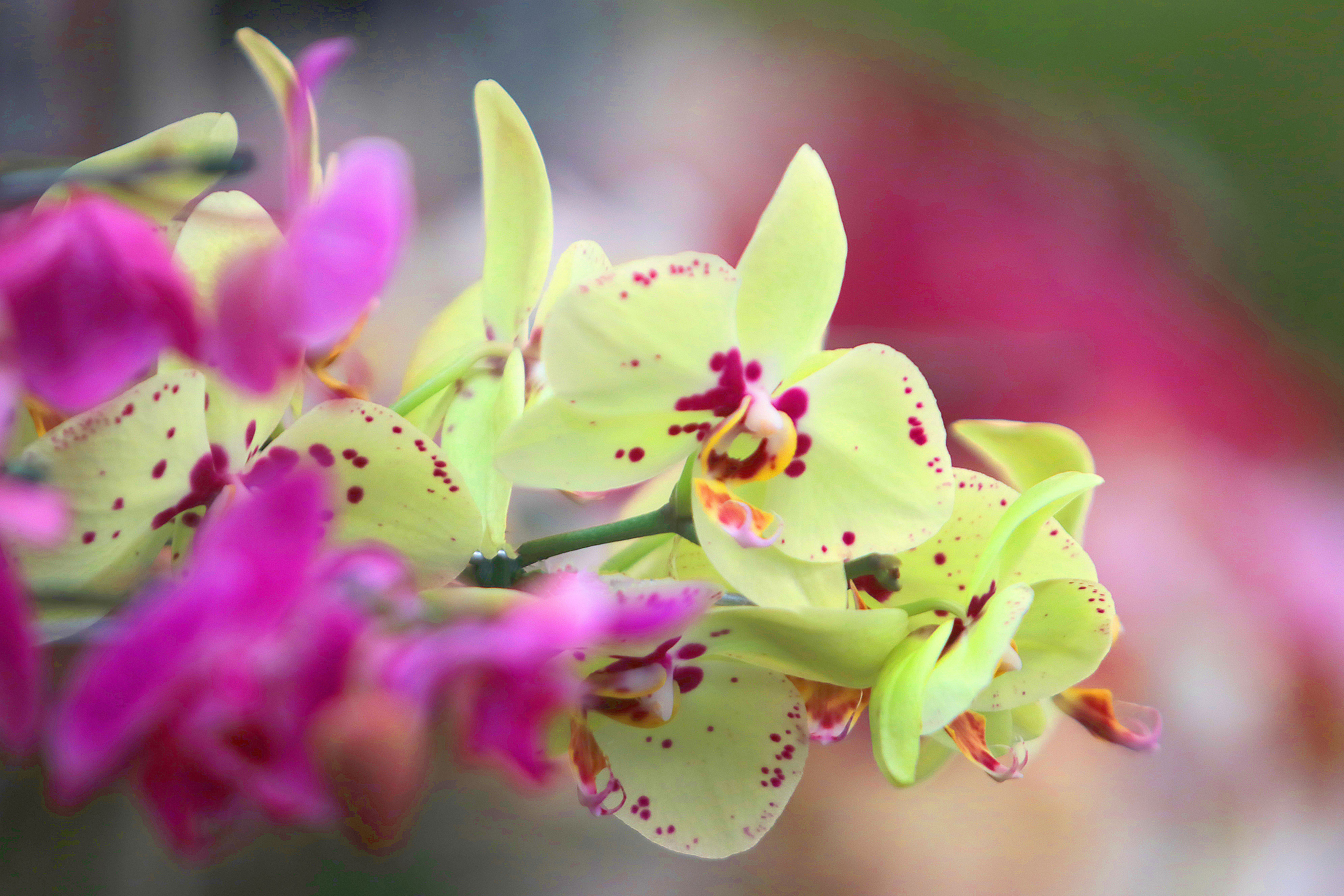 Os visitantes terão acesso a orientações de profissionais especializados em orquidofilia