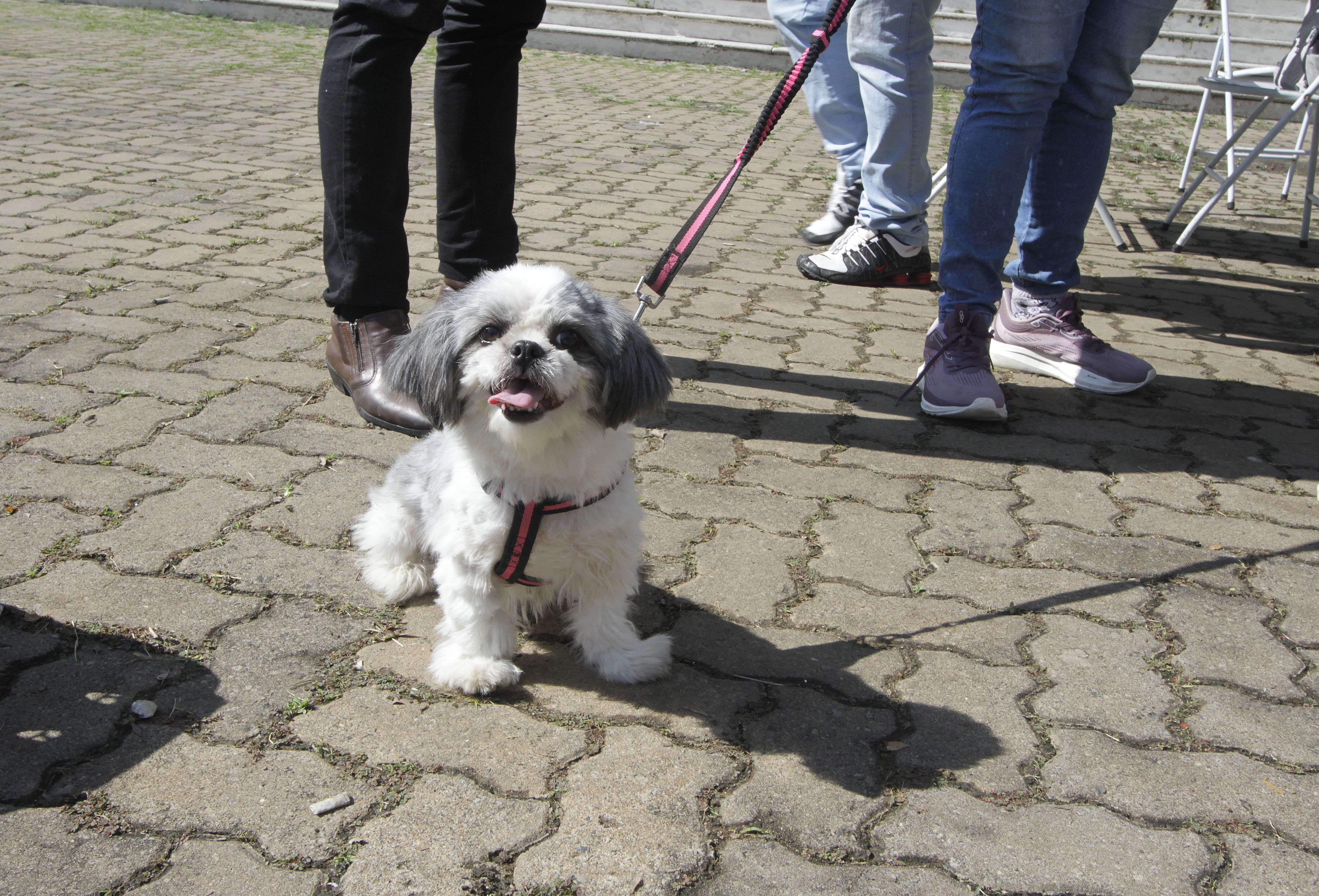 Ação foi voltada aos animais dos moradores vizinhos do cemitério em um raio de 300 metros