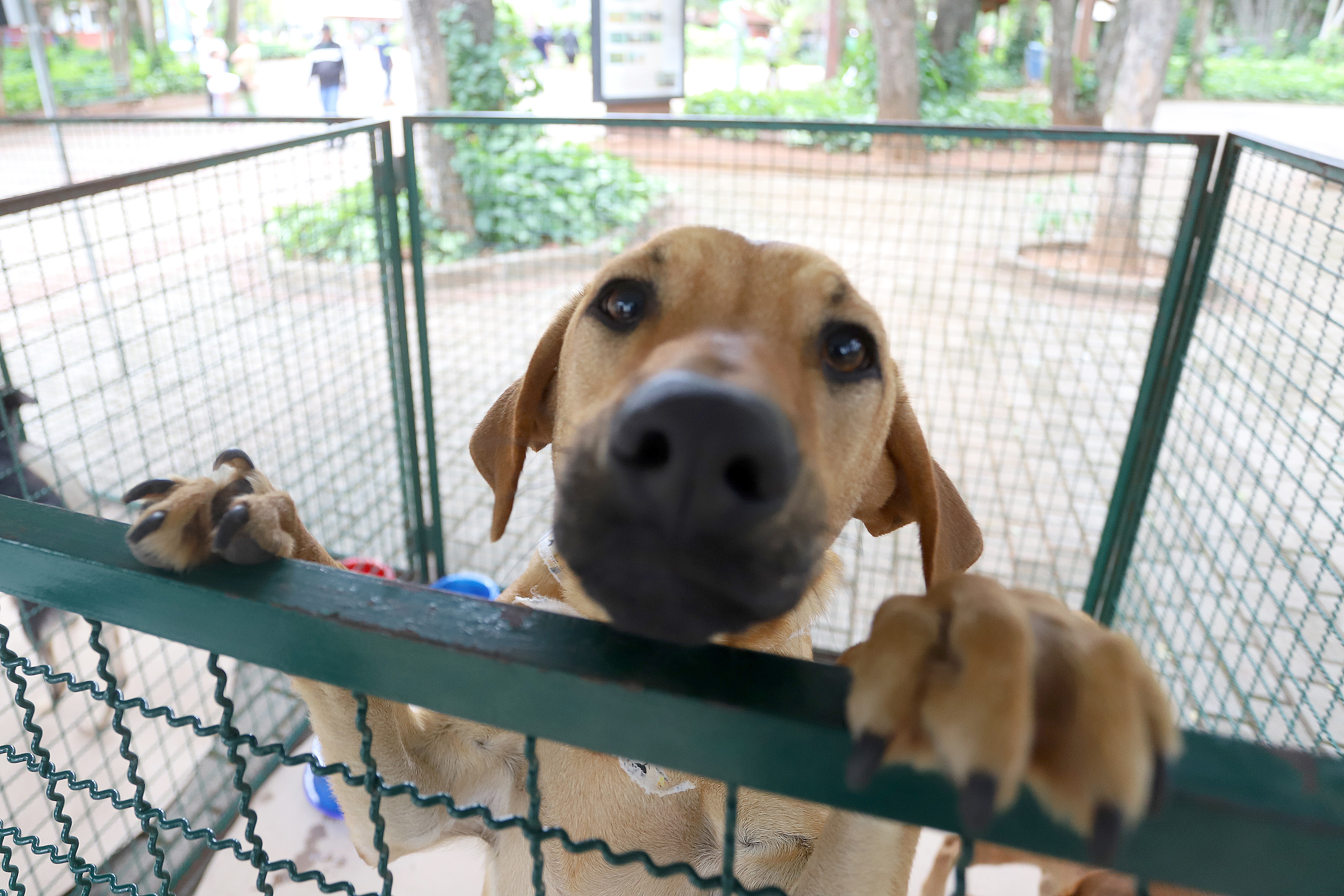 Os pets disponíveis para adoção têm entre 3 e 10 anos de idade, estão todos saudáveis, castrados, vacinados, microchipados e vermifugados