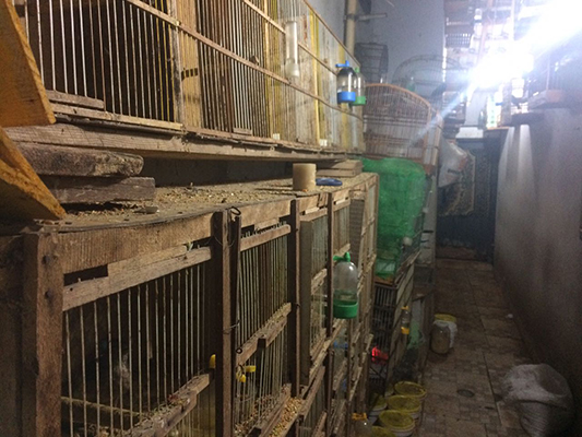 Estado das aves será avaliado