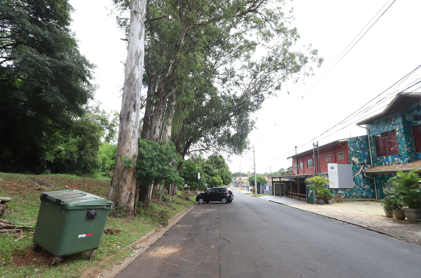 Objetivo é garantir a segurança das pessoas e do trânsito; espécies serão susbtituídas