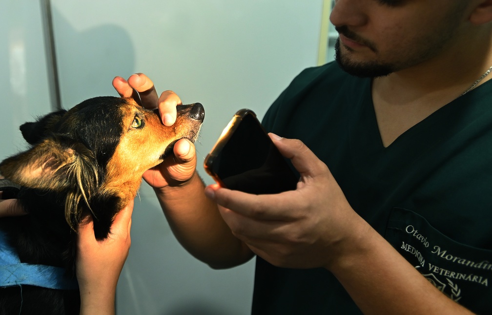 Cão recebe atendimento gratuito no Consultório Veterinário Móvel