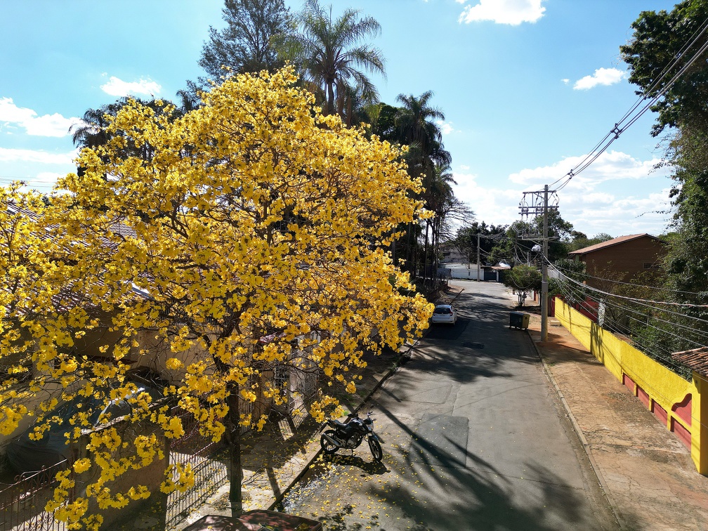 Rua no distrito de Barão Geraldo: em Campinas são encontradas três espécies de ipês-amarelos 