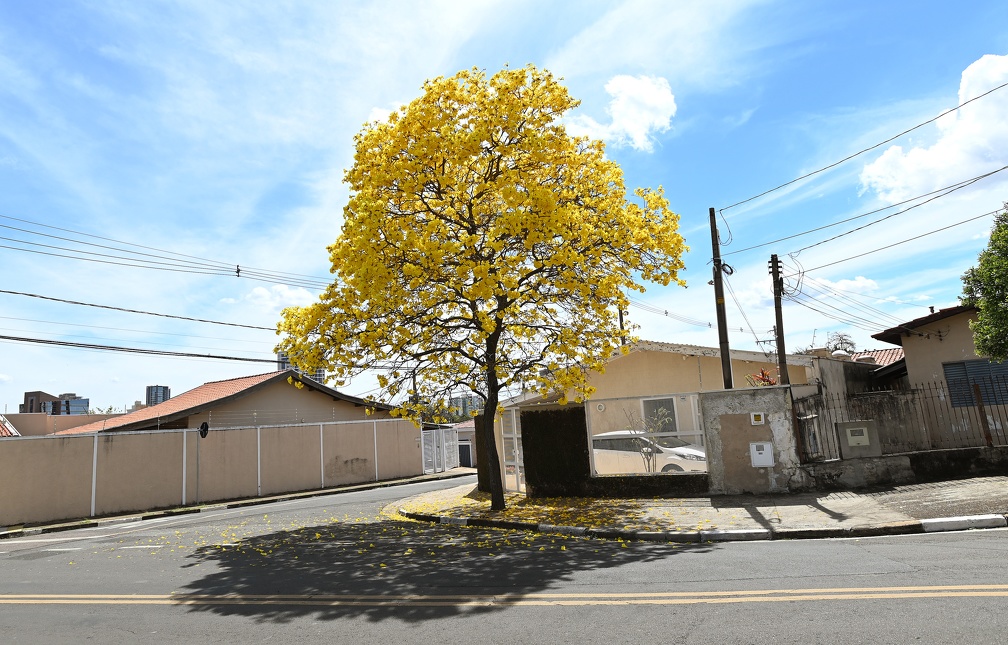 Nova Campinas: cenário urbano está mais colorido