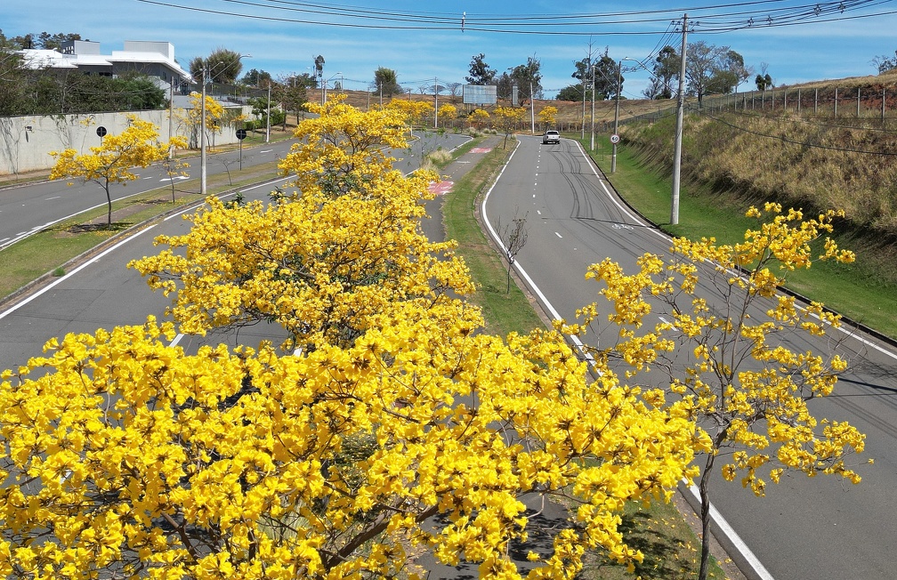 Ipês-amarelos colorem a avenida Isaura Roque, perto de Sousas: mudas são cultivadas no Viveiro Municipal