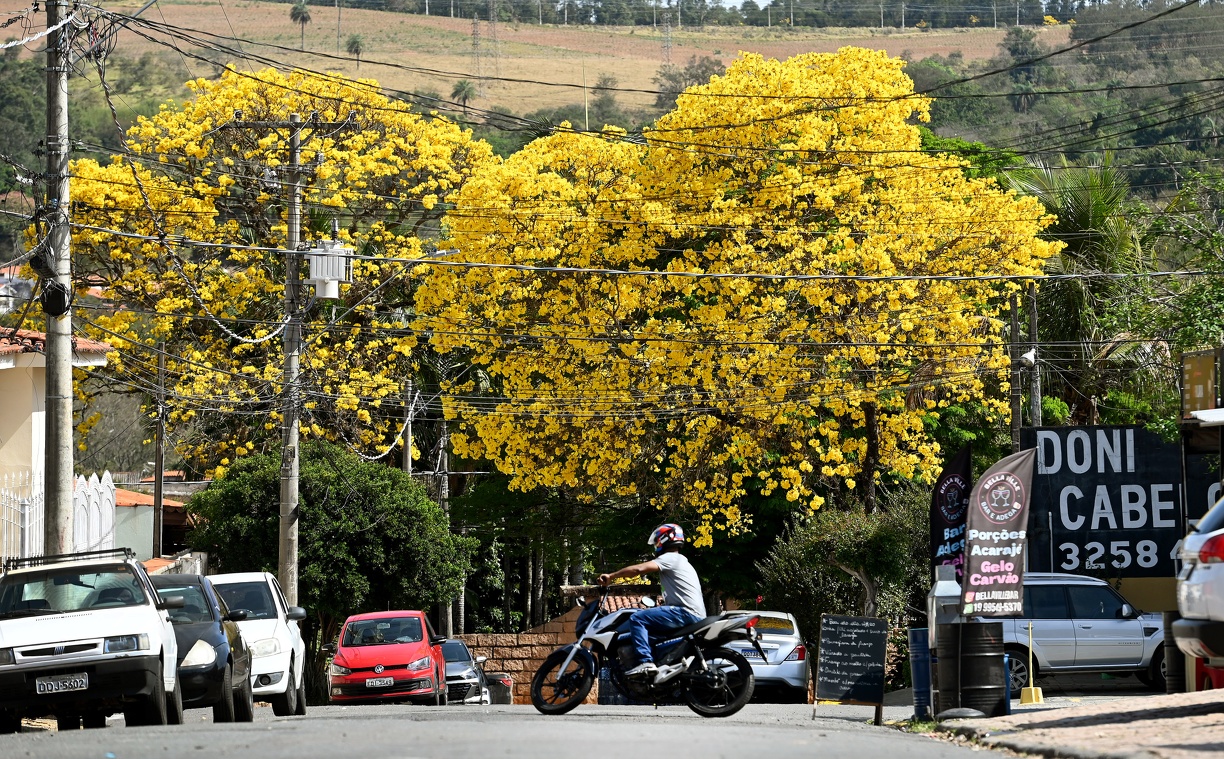 Ipês-amarelos nas ruas de Sousas: árvores são utilizadas na arborização da cidade