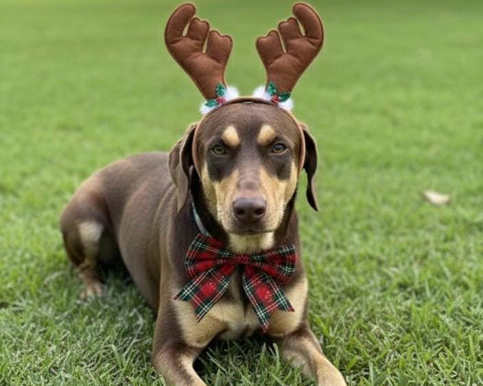 Cacau, 2 anos, está pronta para receber amor e também para retribuir com muita lealdade