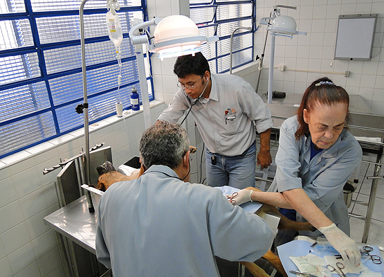 Equipe e veteriná¡rio do CCZ durante cirurgia de retirada de Ãºtero e ovÃ¡rios da cadela Zara