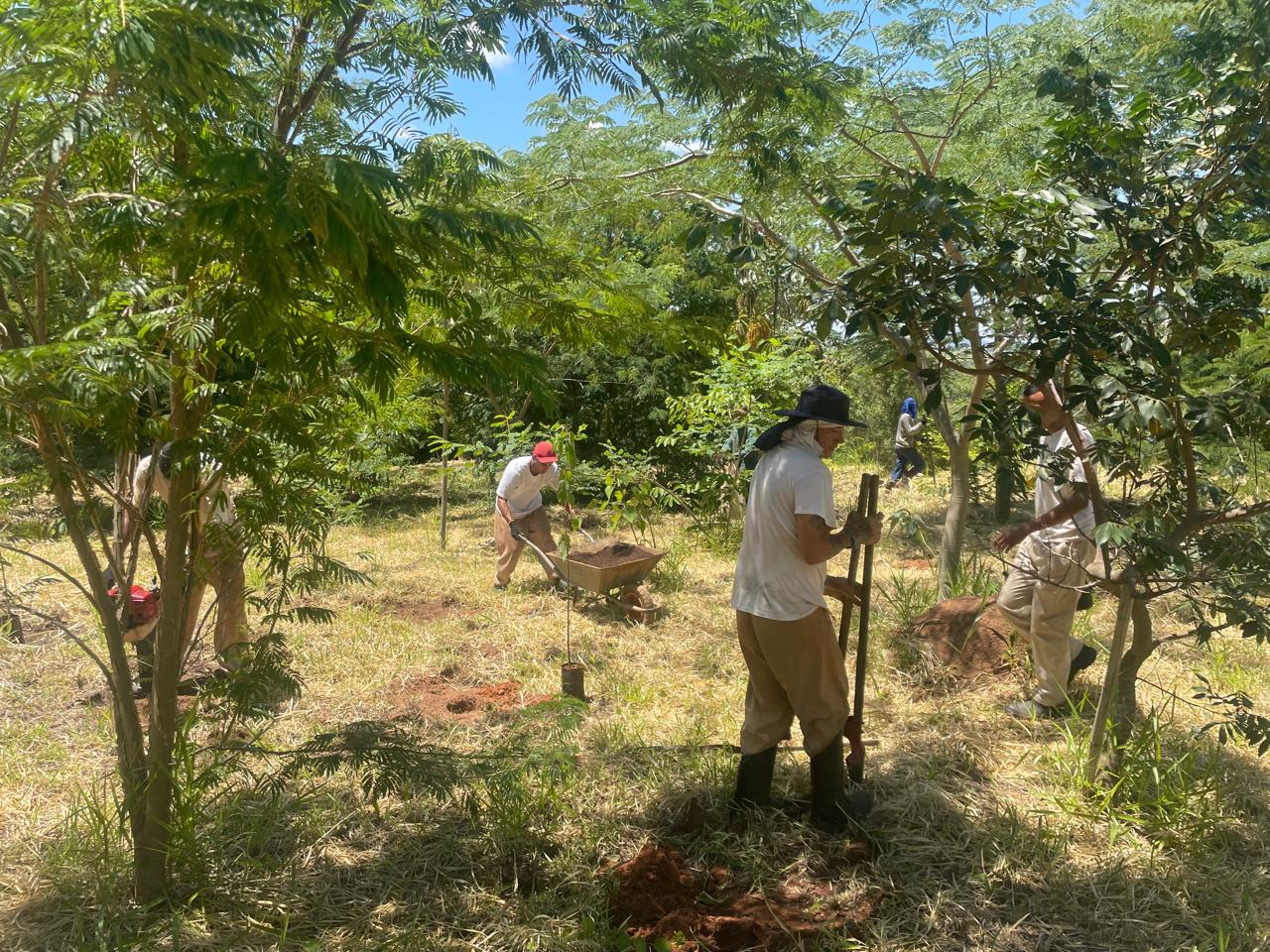 Ao todo, foram plantadas 762 mudas de espécies nativas da região como jequitibá-branco, pitanga, jatobá, capixingui e  embaúba