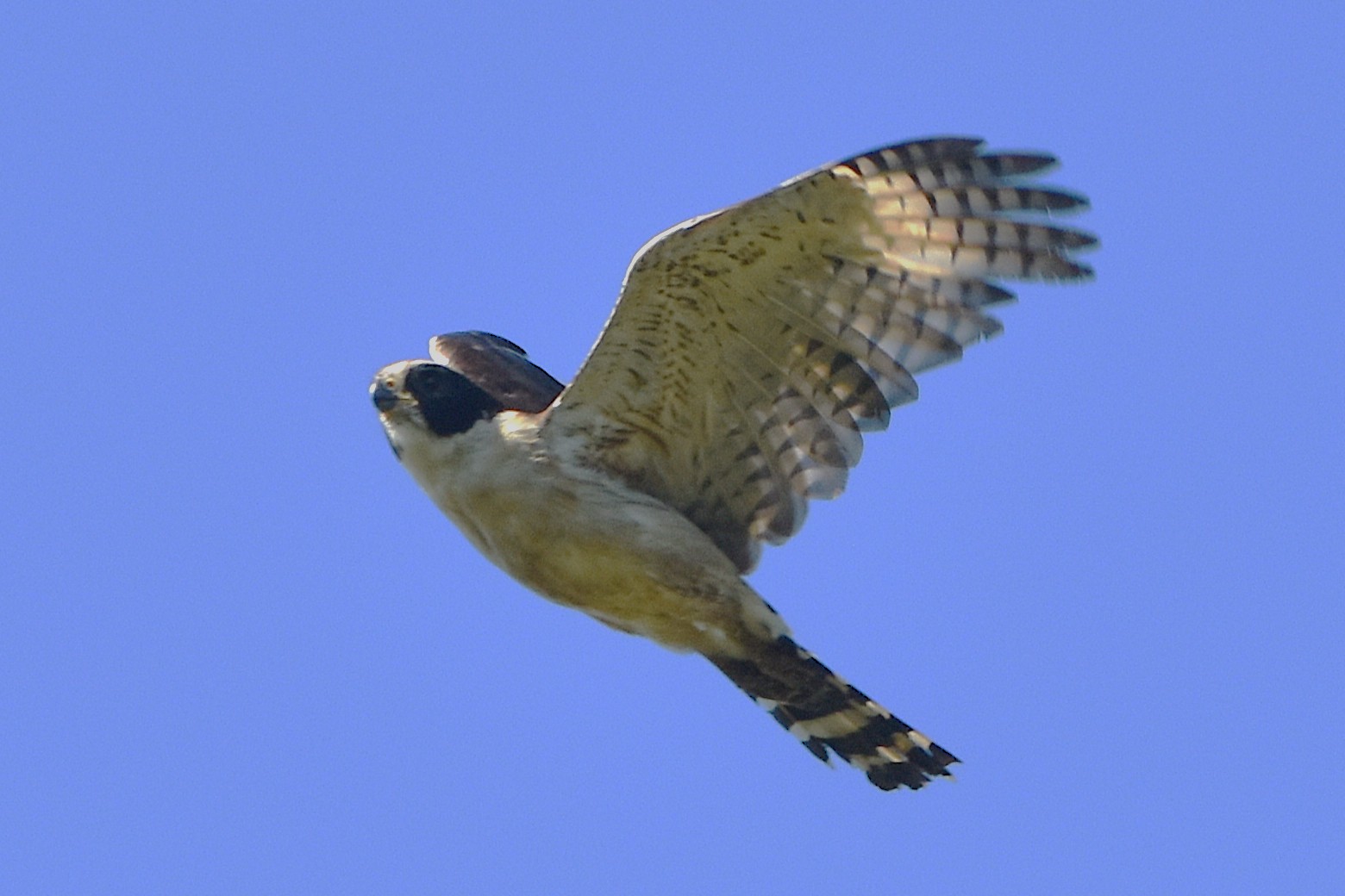 Registro reforça a riqueza da biodiversidade da Mata de Santa Genebra e a relevância da unidade de conservação para a proteção da fauna silvestre e a promoção do conhecimento científico sobre as aves da região