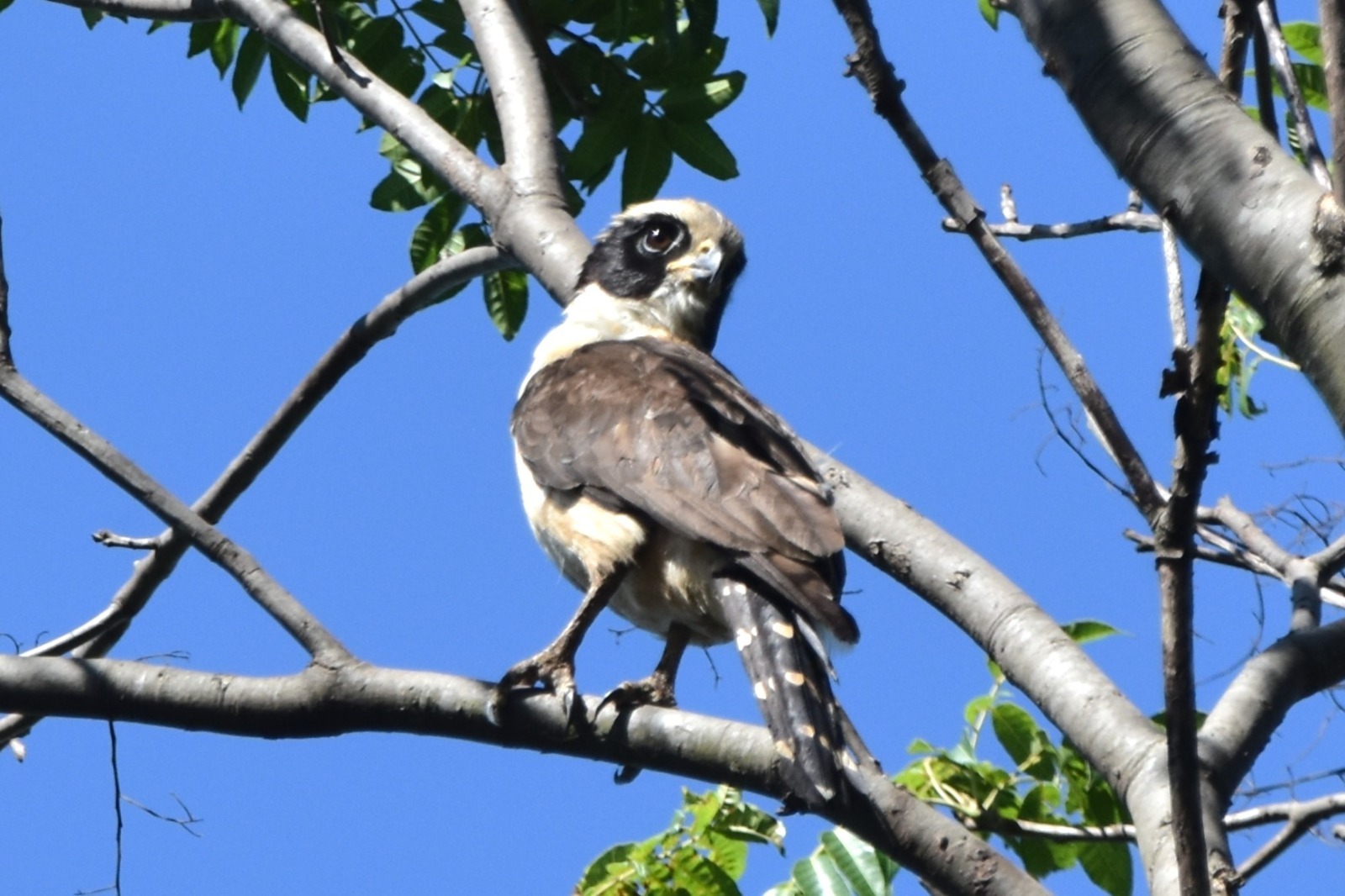 Com 45 a 56 centímetros de comprimento, a ave apresenta porte robusto e cabeça arredondada, lembrando uma coruja