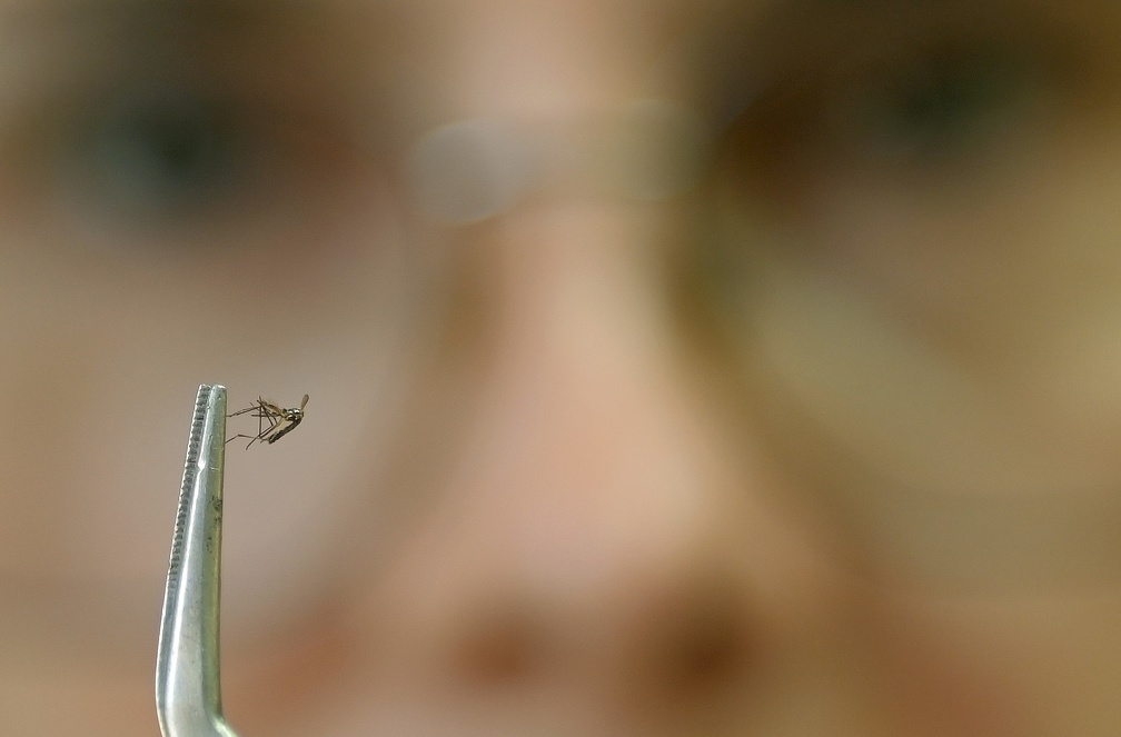 Aedes aegypti é vetor da dengue e de outras arboviroses