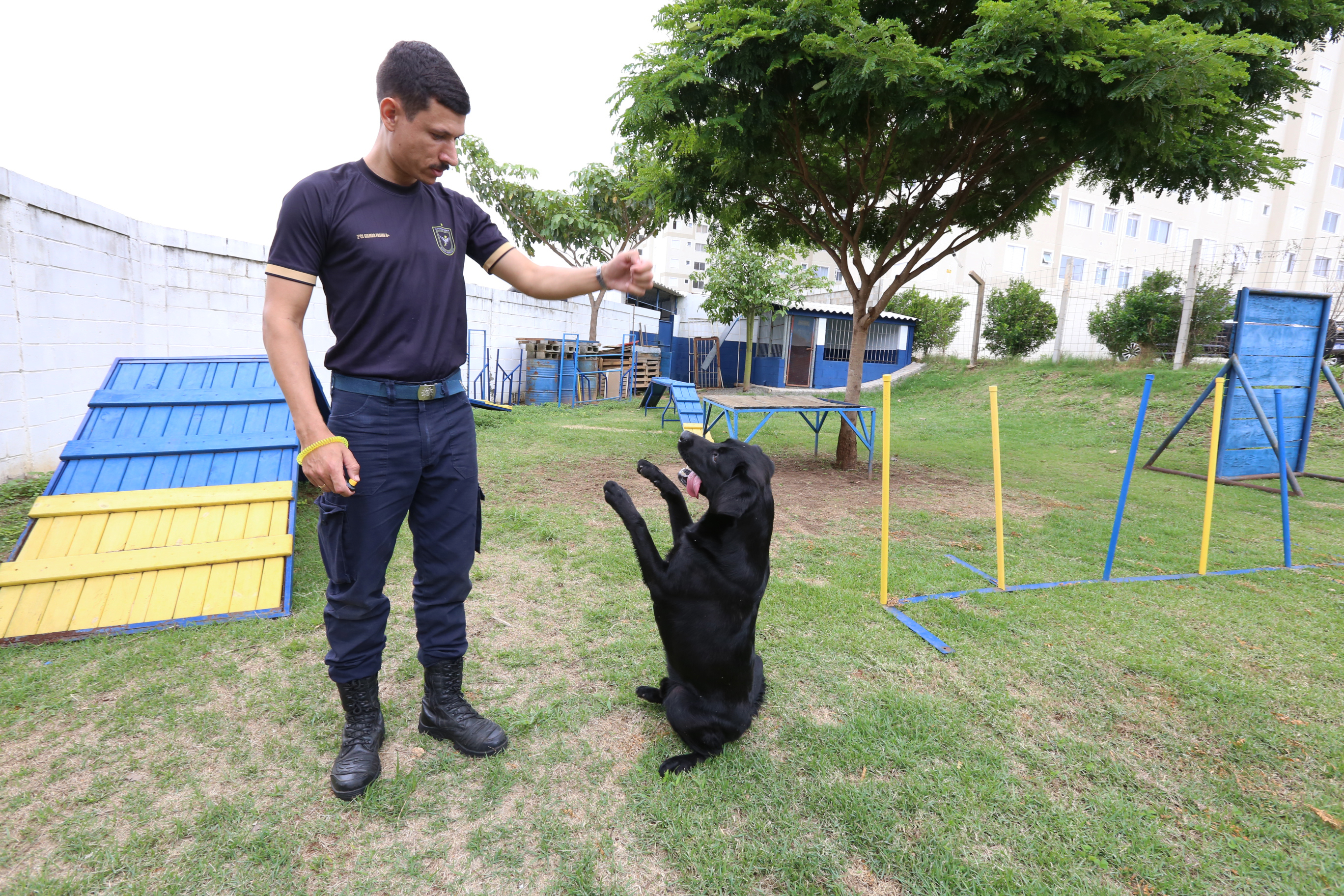 Labrador demonstra facilidade para aprender os exercícios 