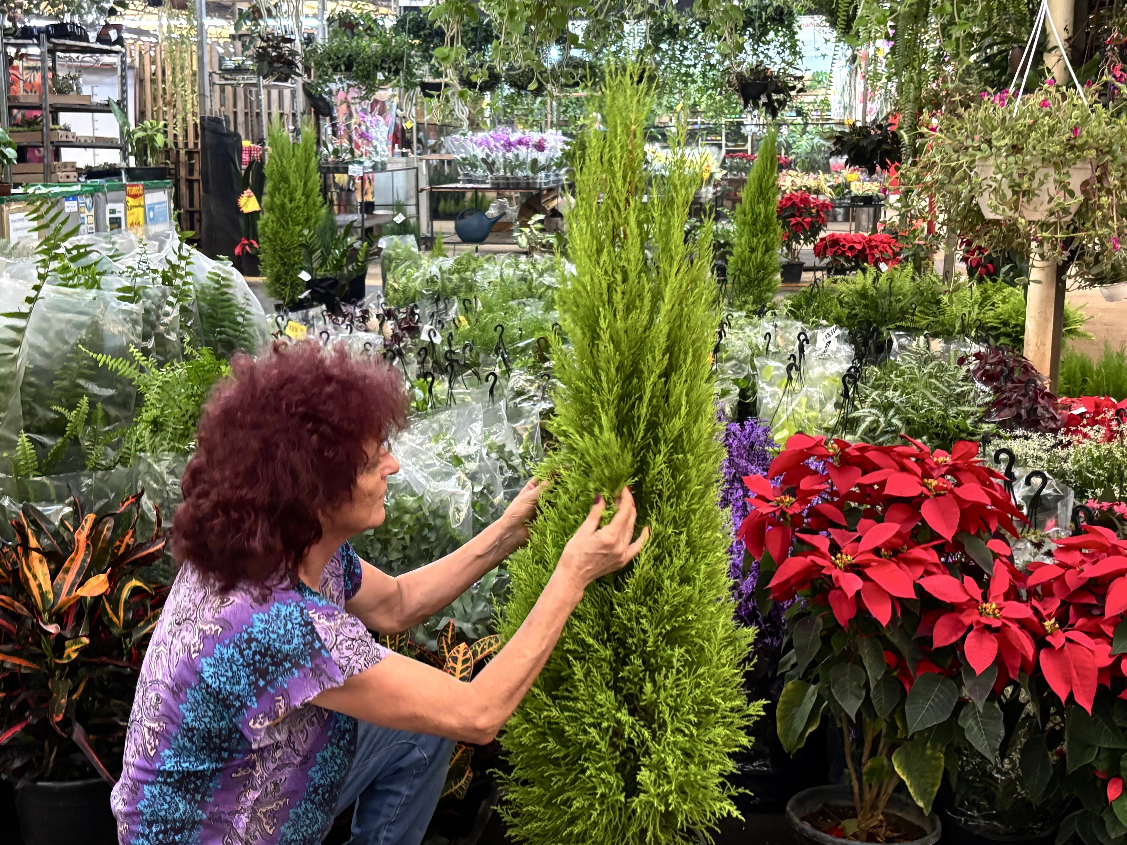 A permissionária Marisa Martins afirma que a procura por pinheirinhos aumenta 90% nesta época do ano