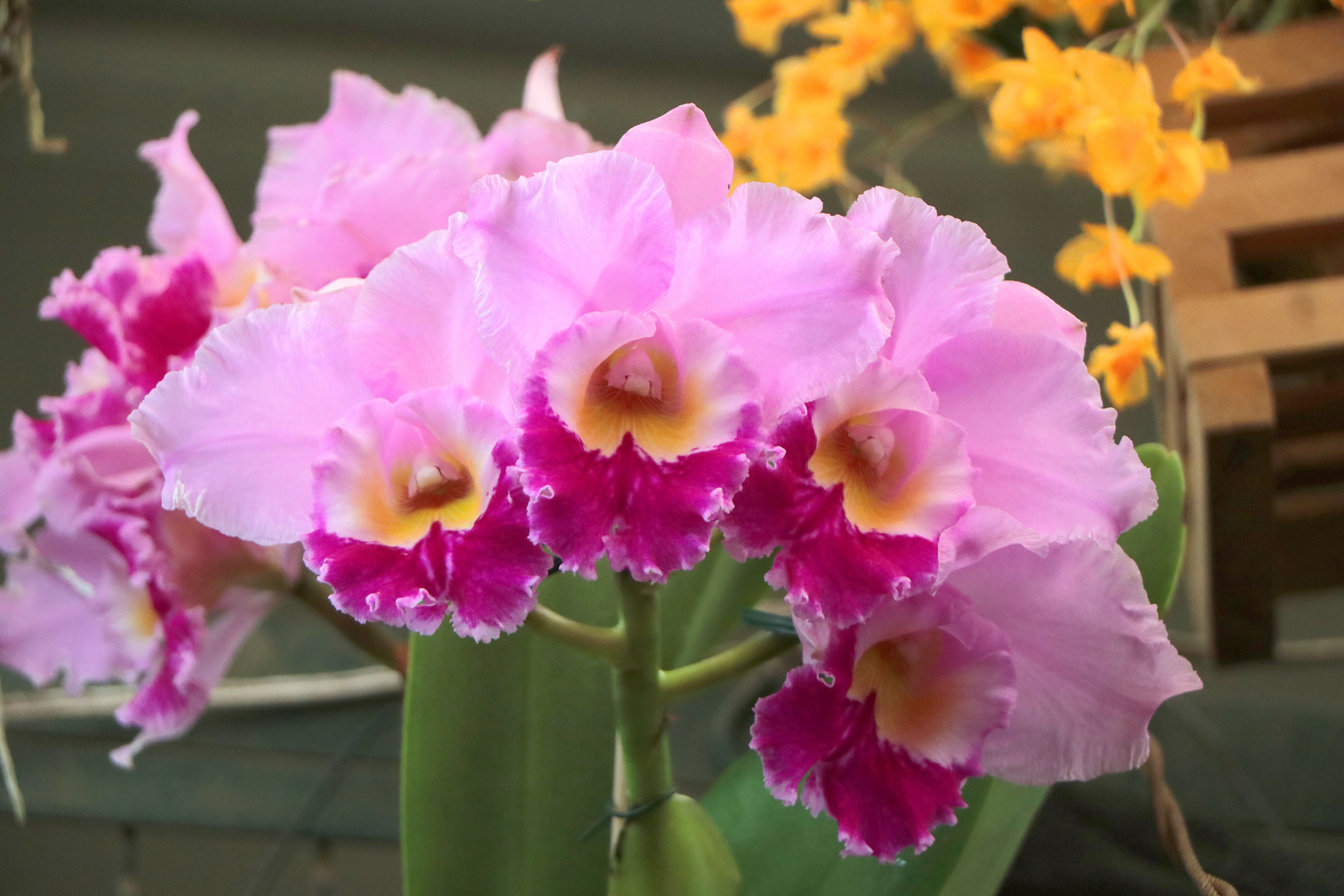 Além da exposição e da venda de orquídeas, o público também poderá aproveitar o almoço no local