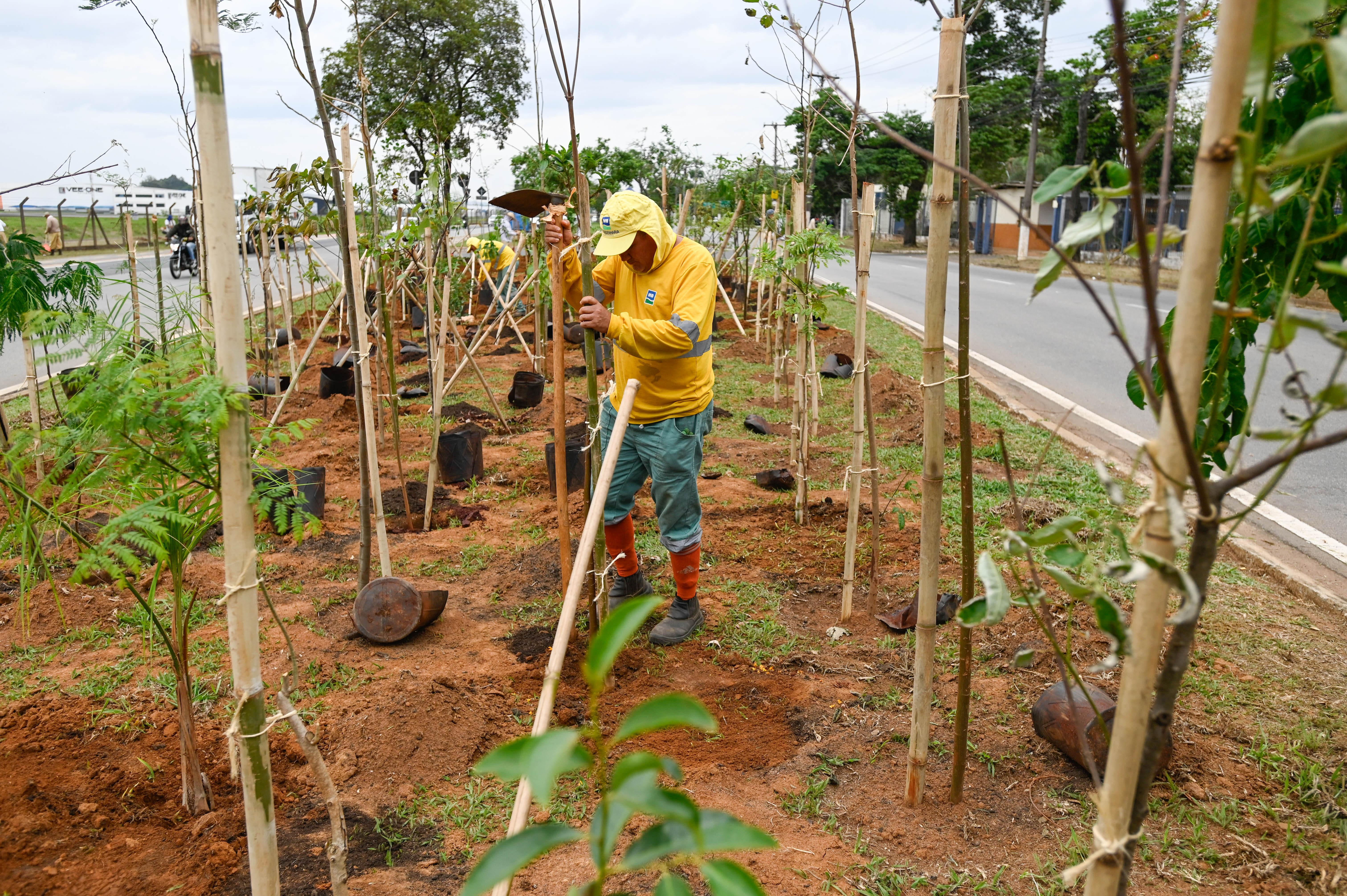 Objetivo das pequenas florestas urbanas é combater ilhas de calor, filtrar o ar e servir de abrigo para a pequena fauna urbana