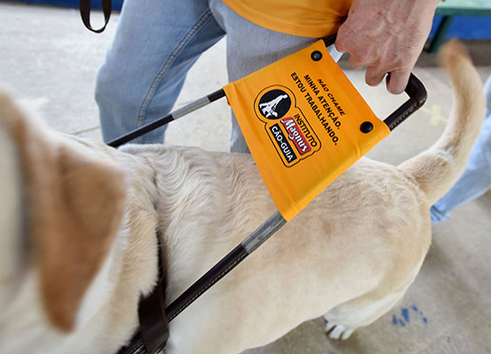 Cães não devem ser incomodados durante o trabalho