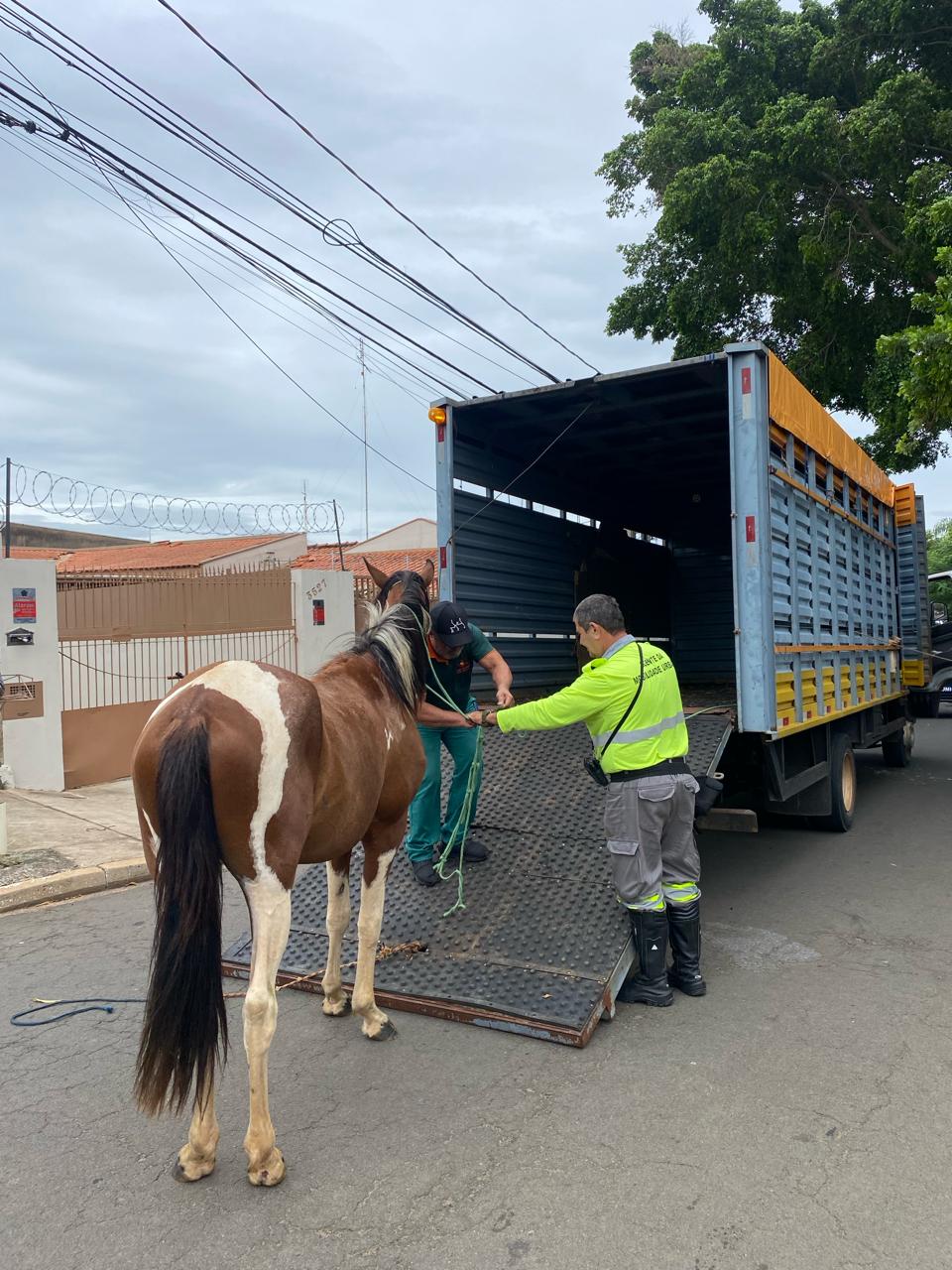 Caminhão do DPBEA recolhe o animal