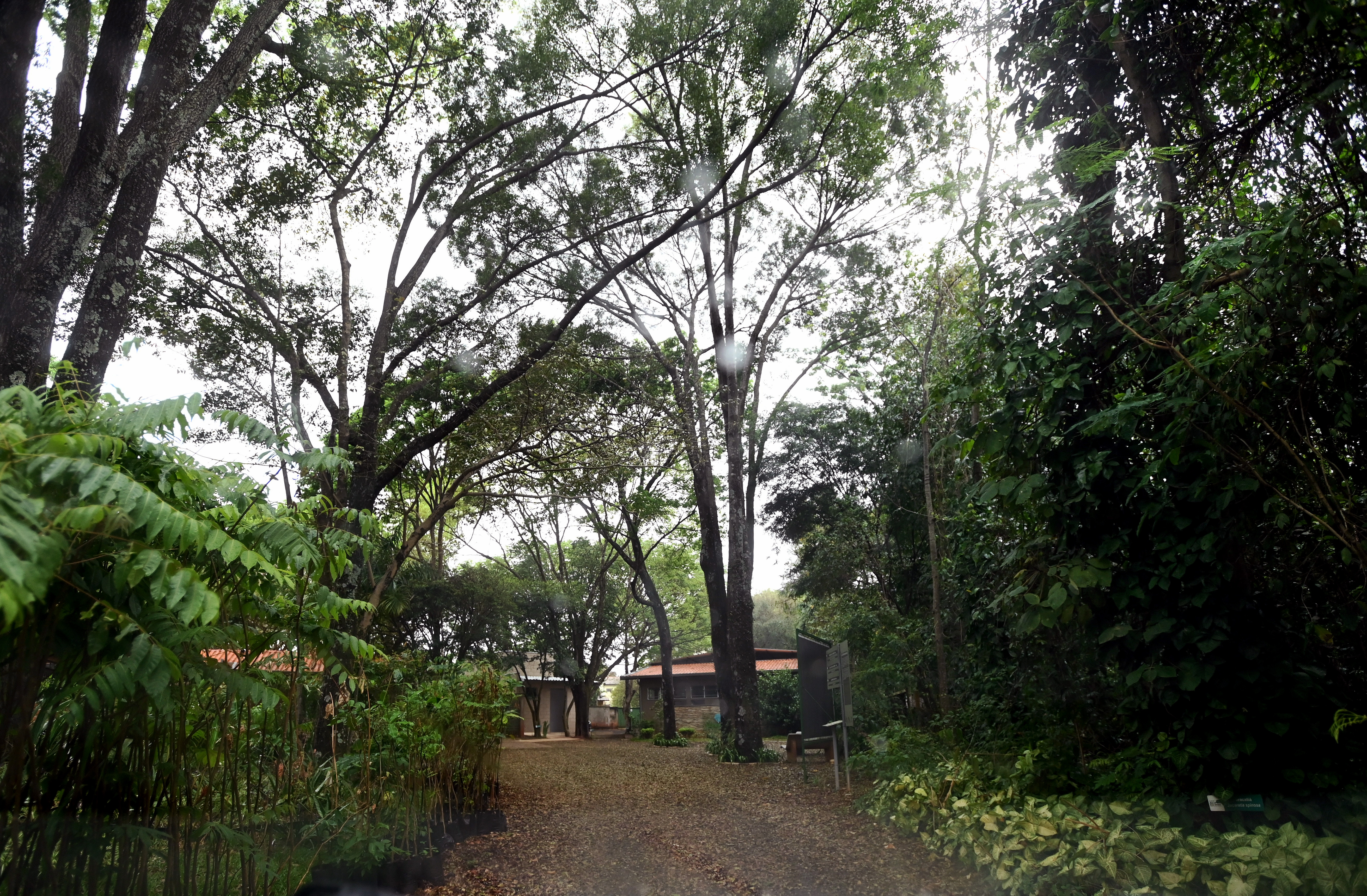 Atualmente, há 35 projetos de pesquisa em andamento na Mata de Santa Genebra 
