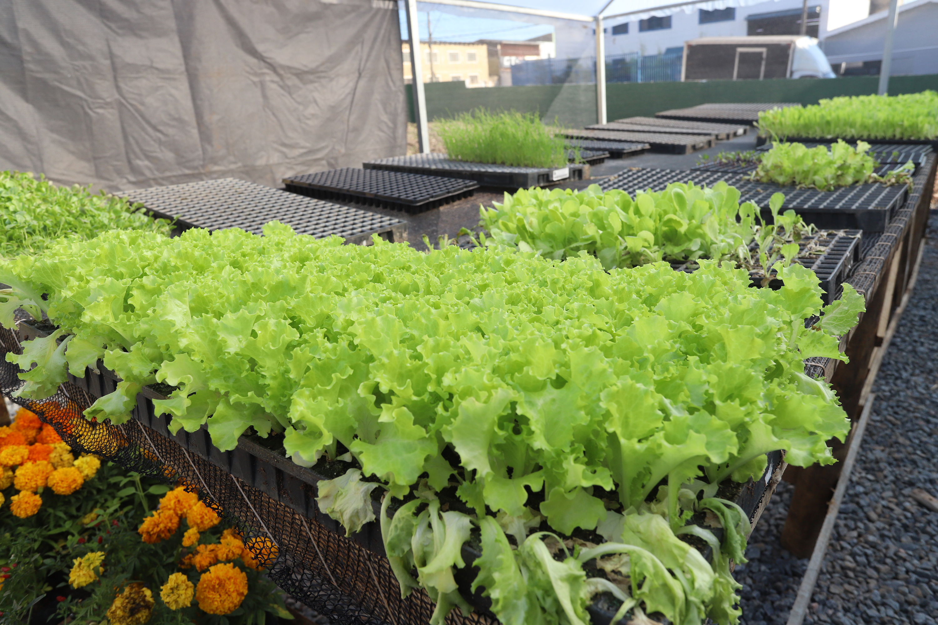 Mudas foram doadas pela Ceasa Campinas