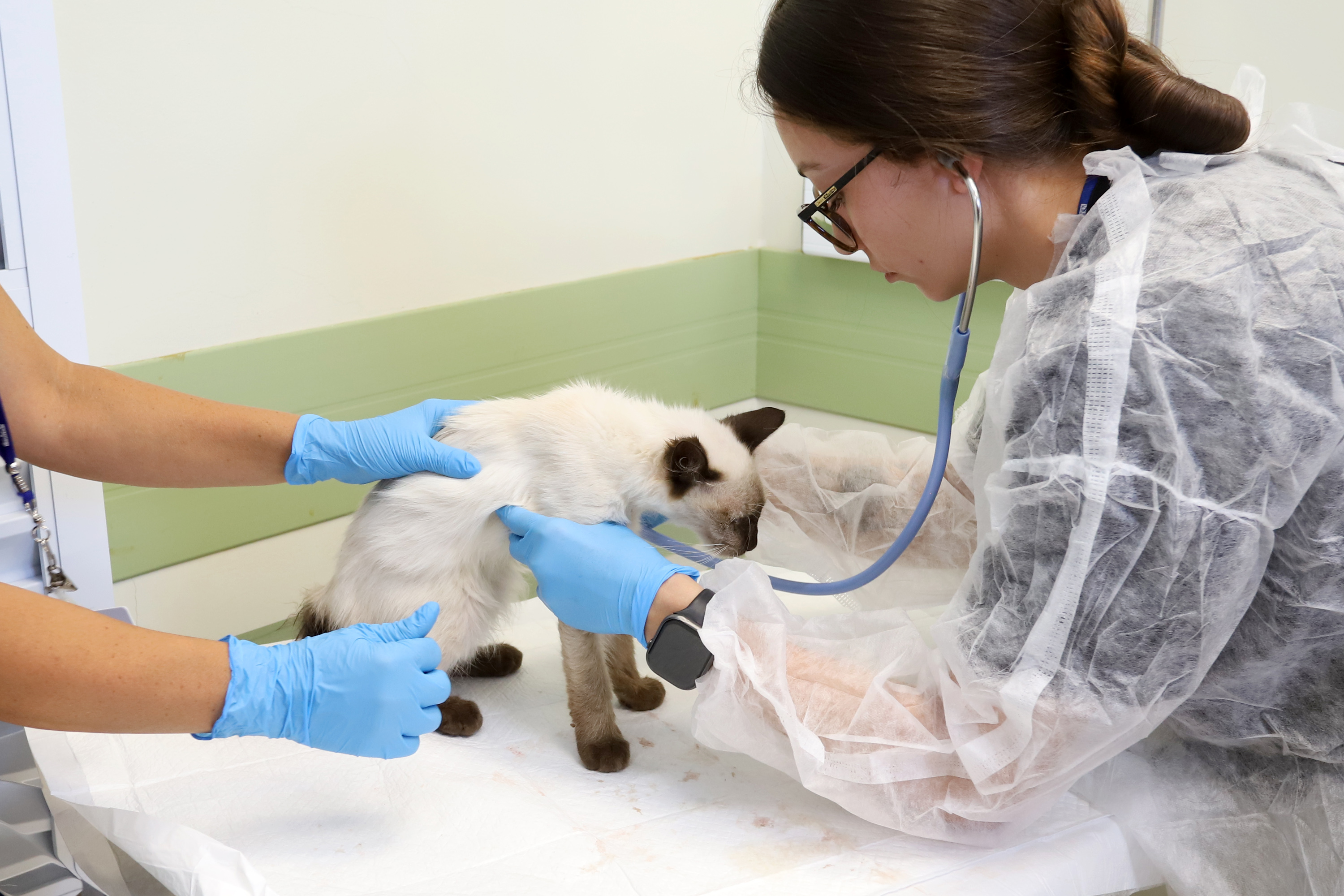 Um gato e um cachorro, vítimas de atropelamento, foram os primeiros atendidos na Clínica Veterinária da PUC-Campinas