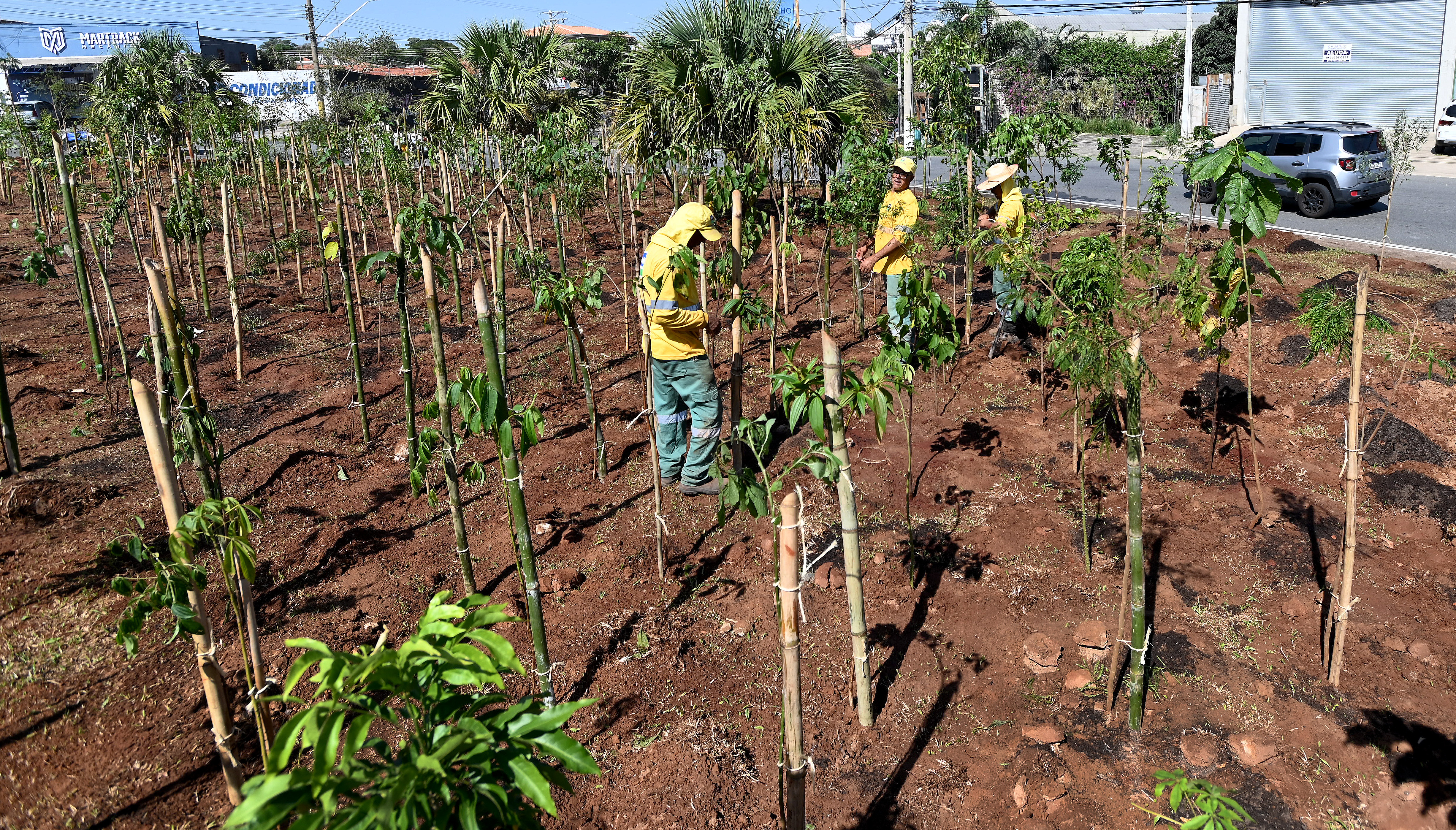 Campinas conta com 29 microflorestas, que somam cerca de 46 mil mudas de árvores plantadas, e prevê a implantação de outras 13 até março de 2027, para combater ilhas de calor