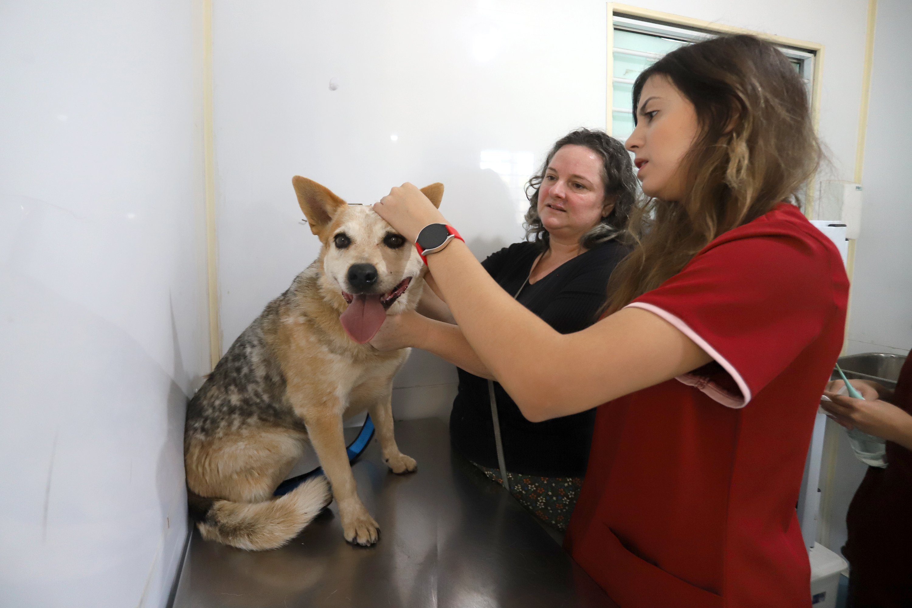 Campinas conta com duas unidades do Consultório Veterinário Móvel, que levam atendimento veterinário gratuito e itinerante para diferentes regiões da cidade