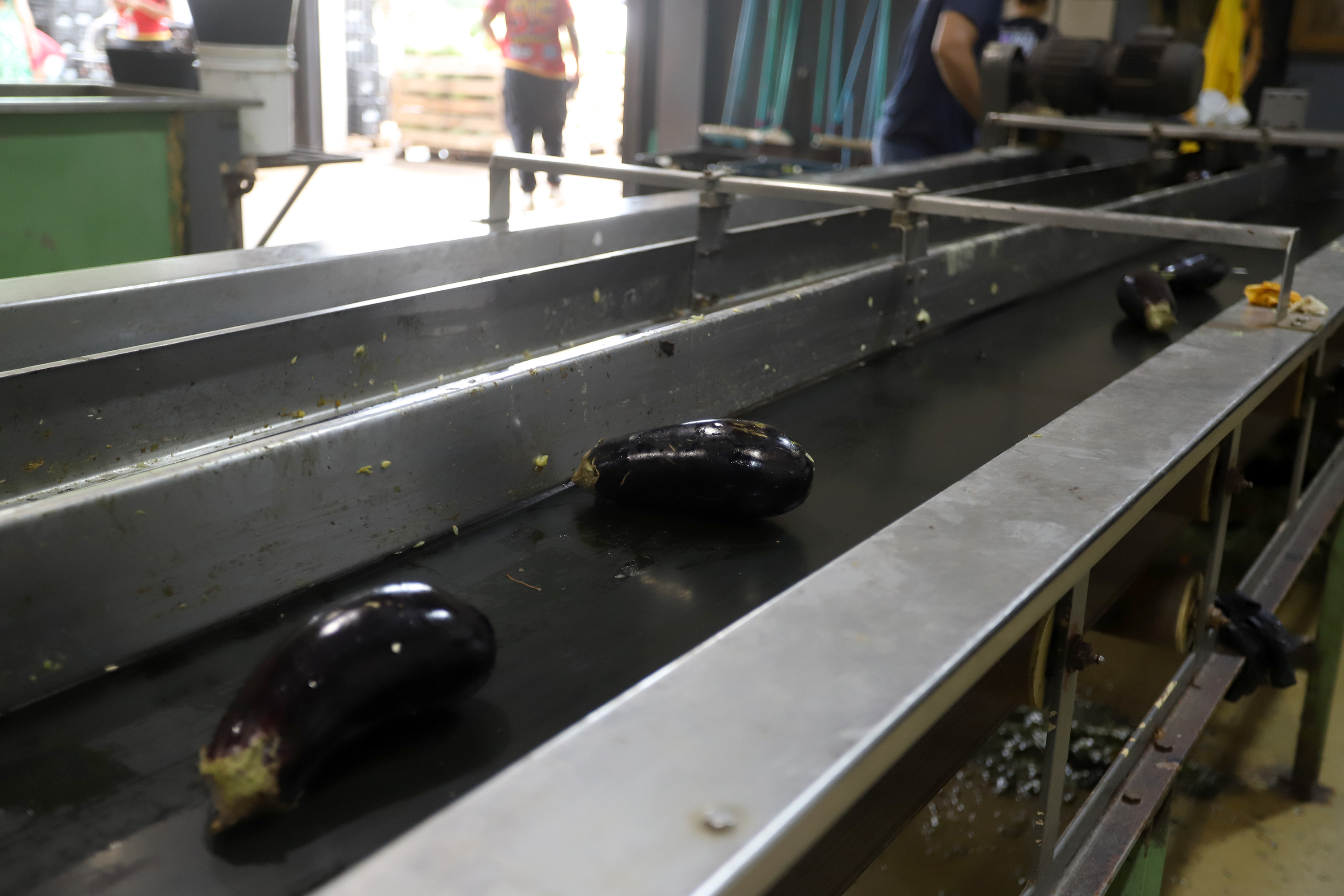 Esteira de triagem é um dos principais equipamentos, porque permite a separação criteriosa dos alimentos adequados para consumo 