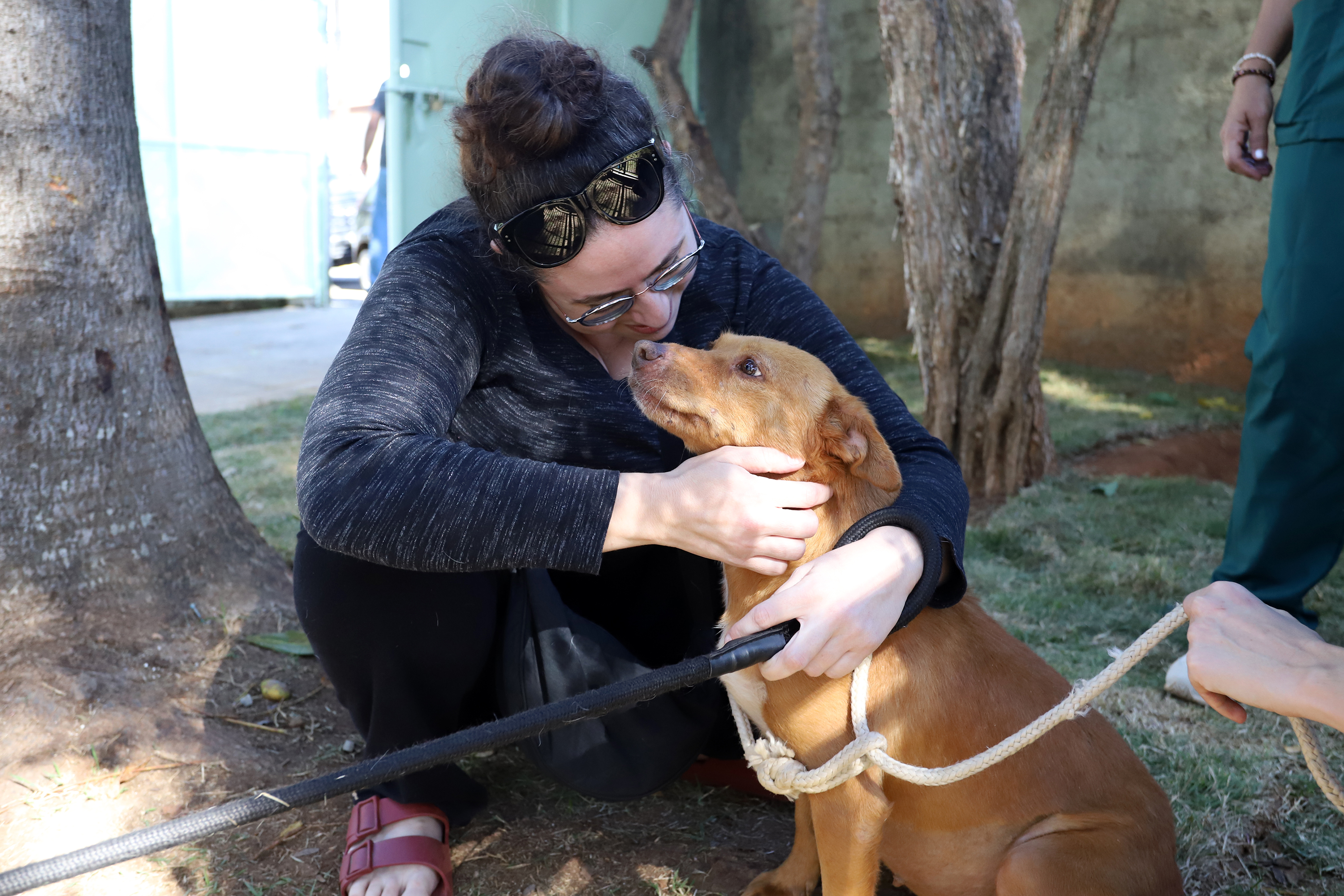 Esta edição terá 14 animais para adoção, oito cachorros e seis gatos; iniciativa visa estimular a adoção responsável de animais